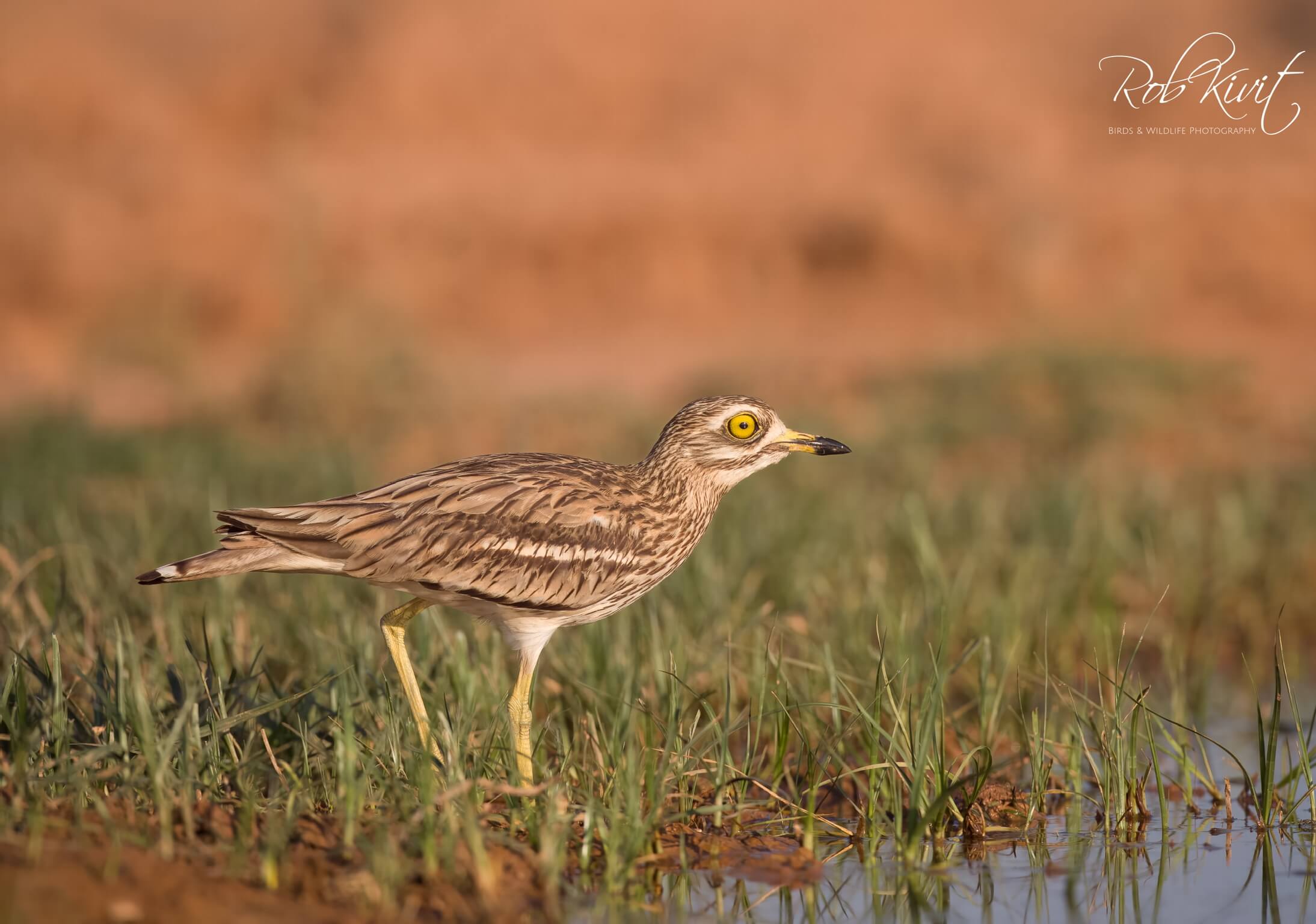 Dynamic Content Image