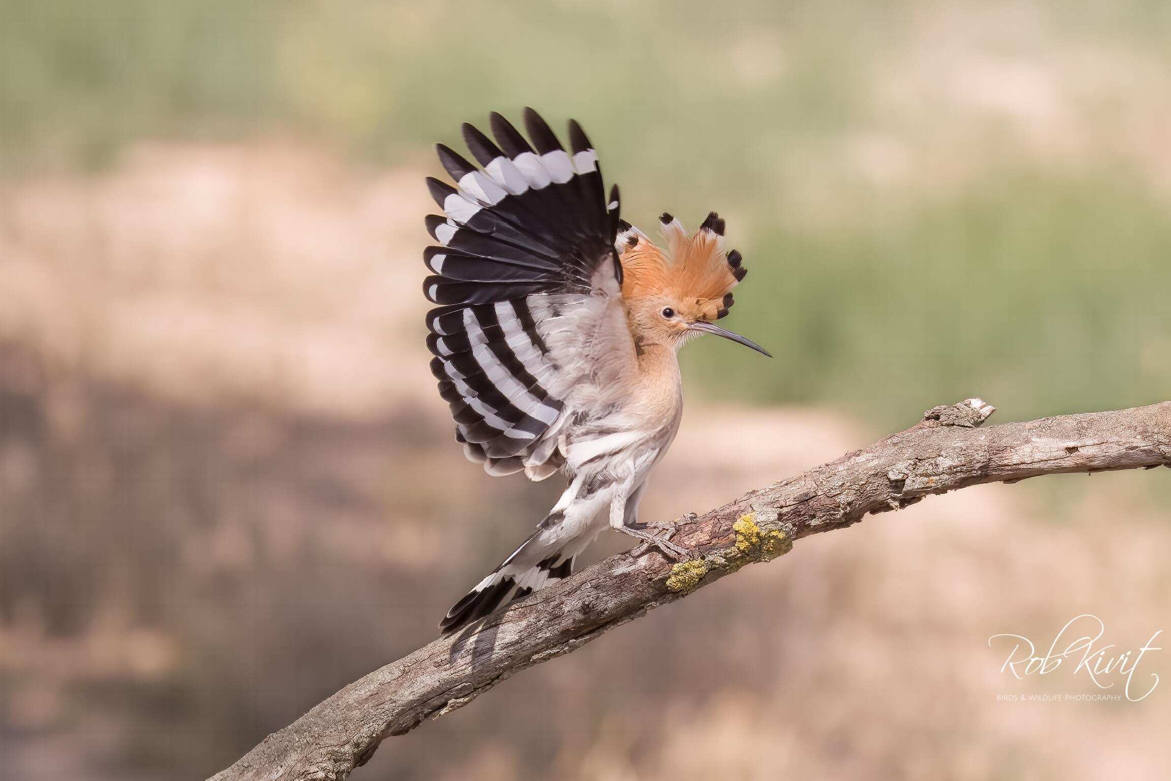 Dynamic Content Image