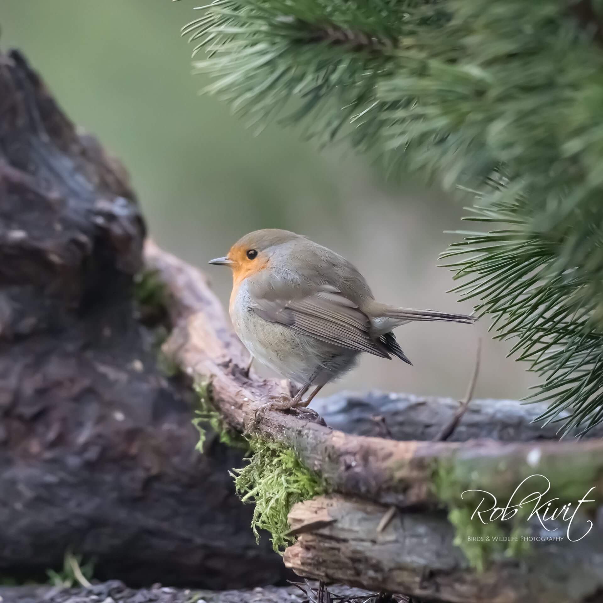 Dynamic Content Image