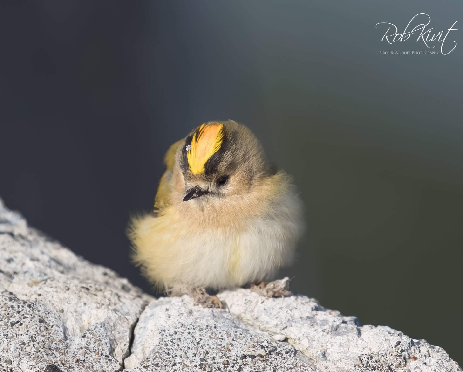 Dynamic Content Image