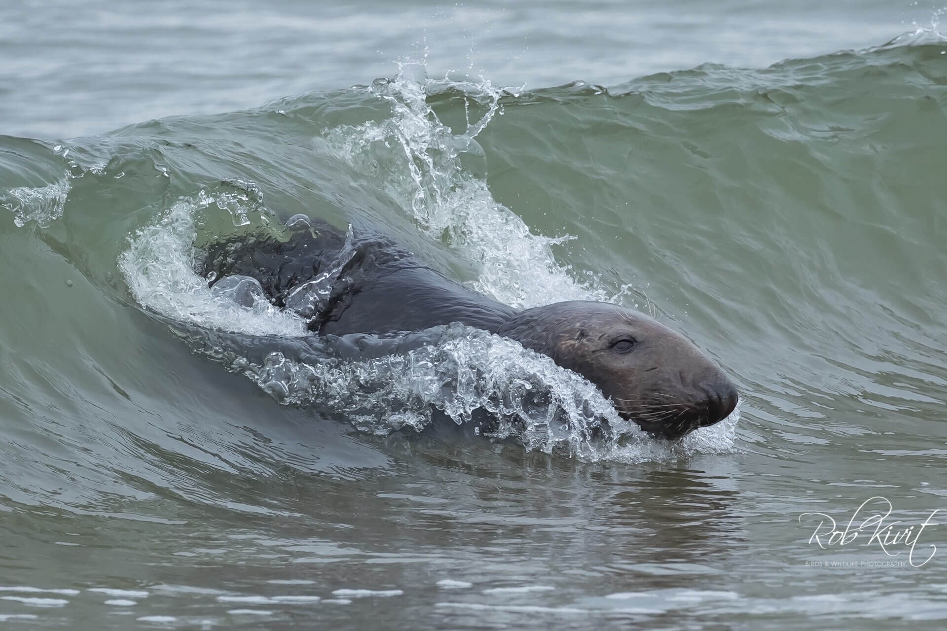 Dynamic Content Image