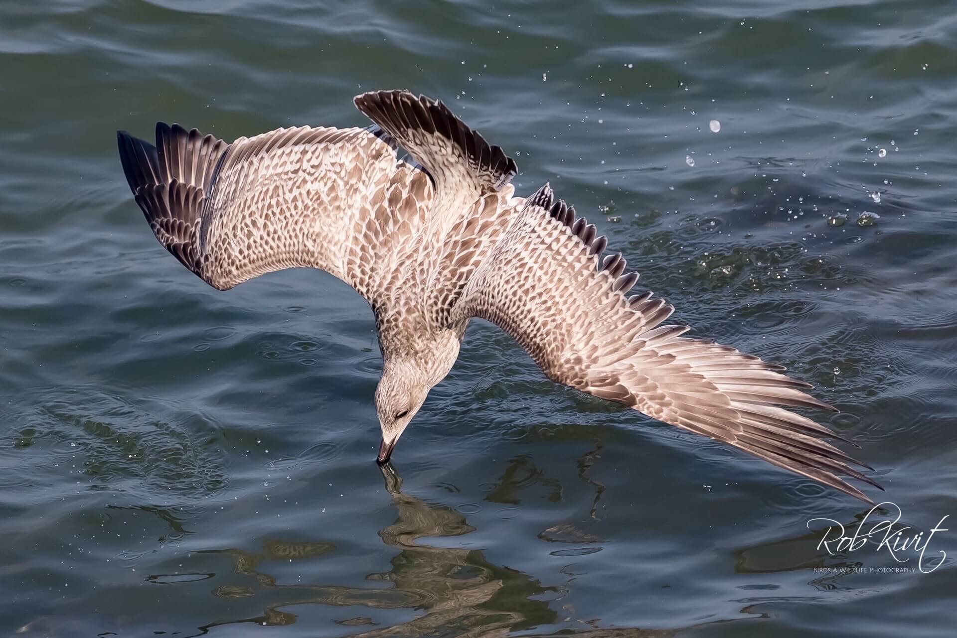 Dynamic Content Image