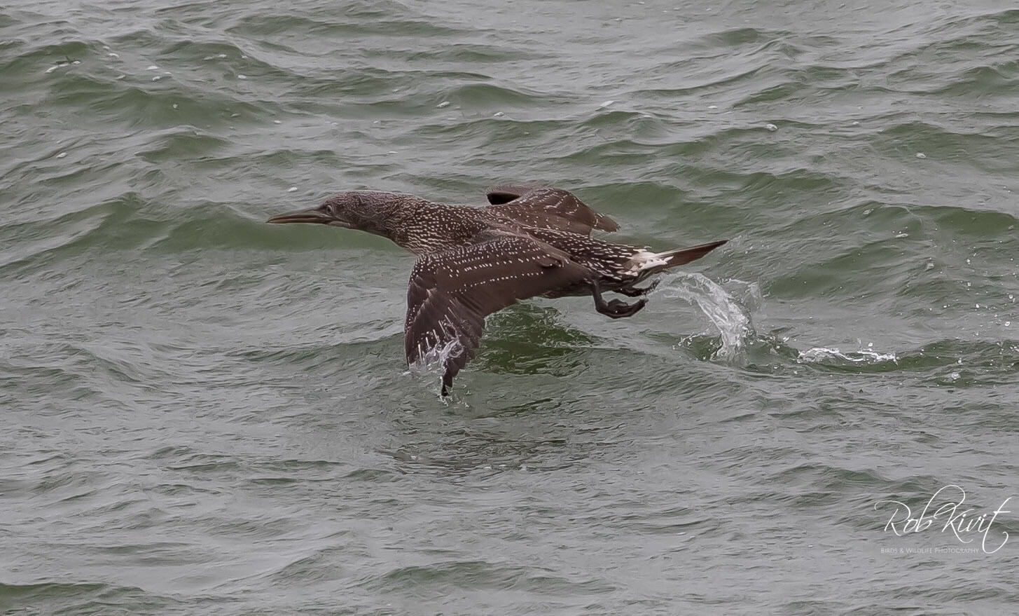 Dynamic Content Image