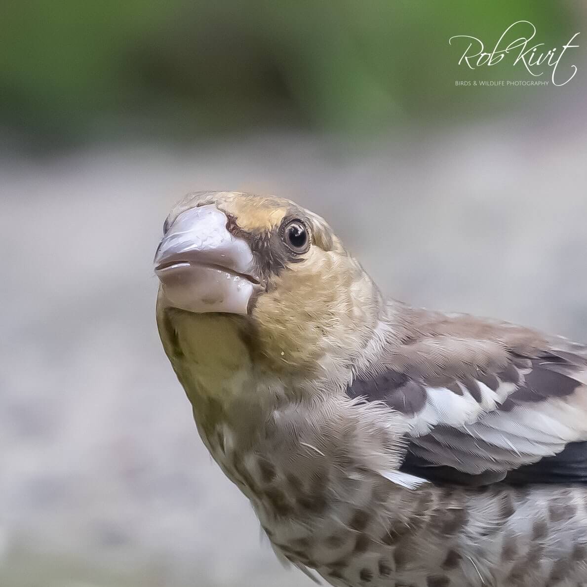 Dynamic Content Image