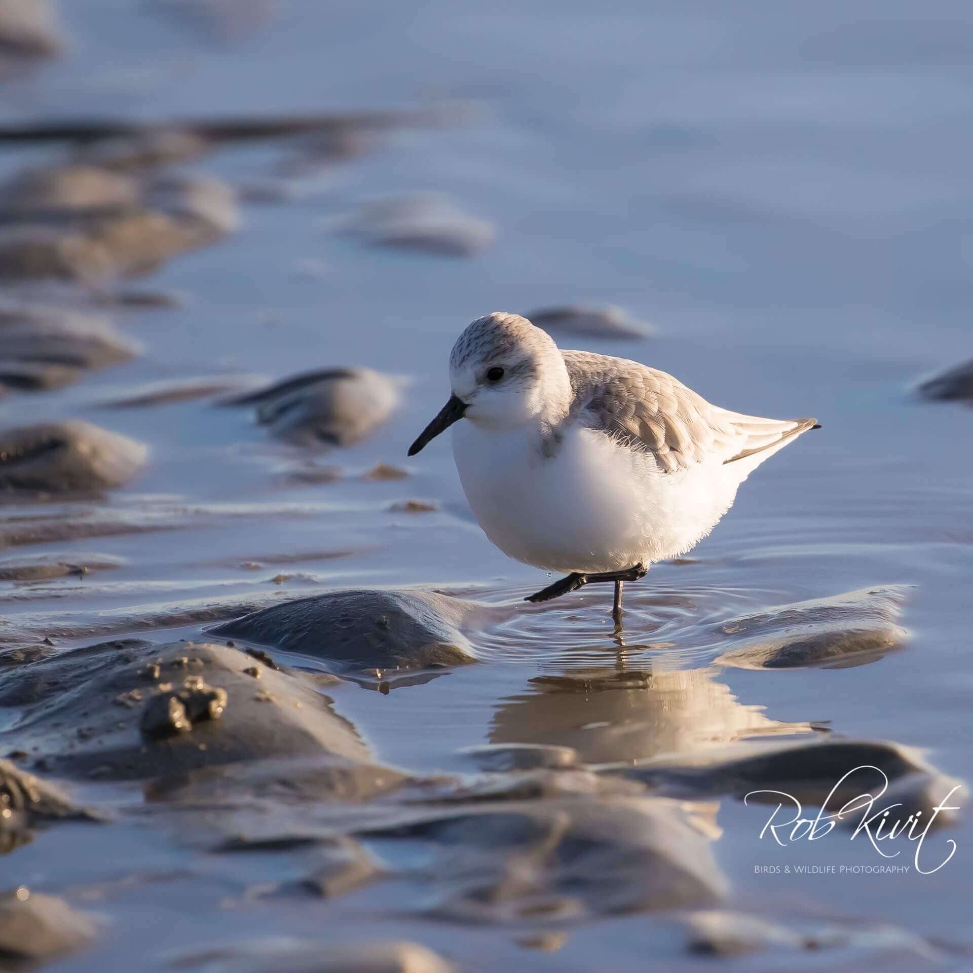 Dynamic Content Image