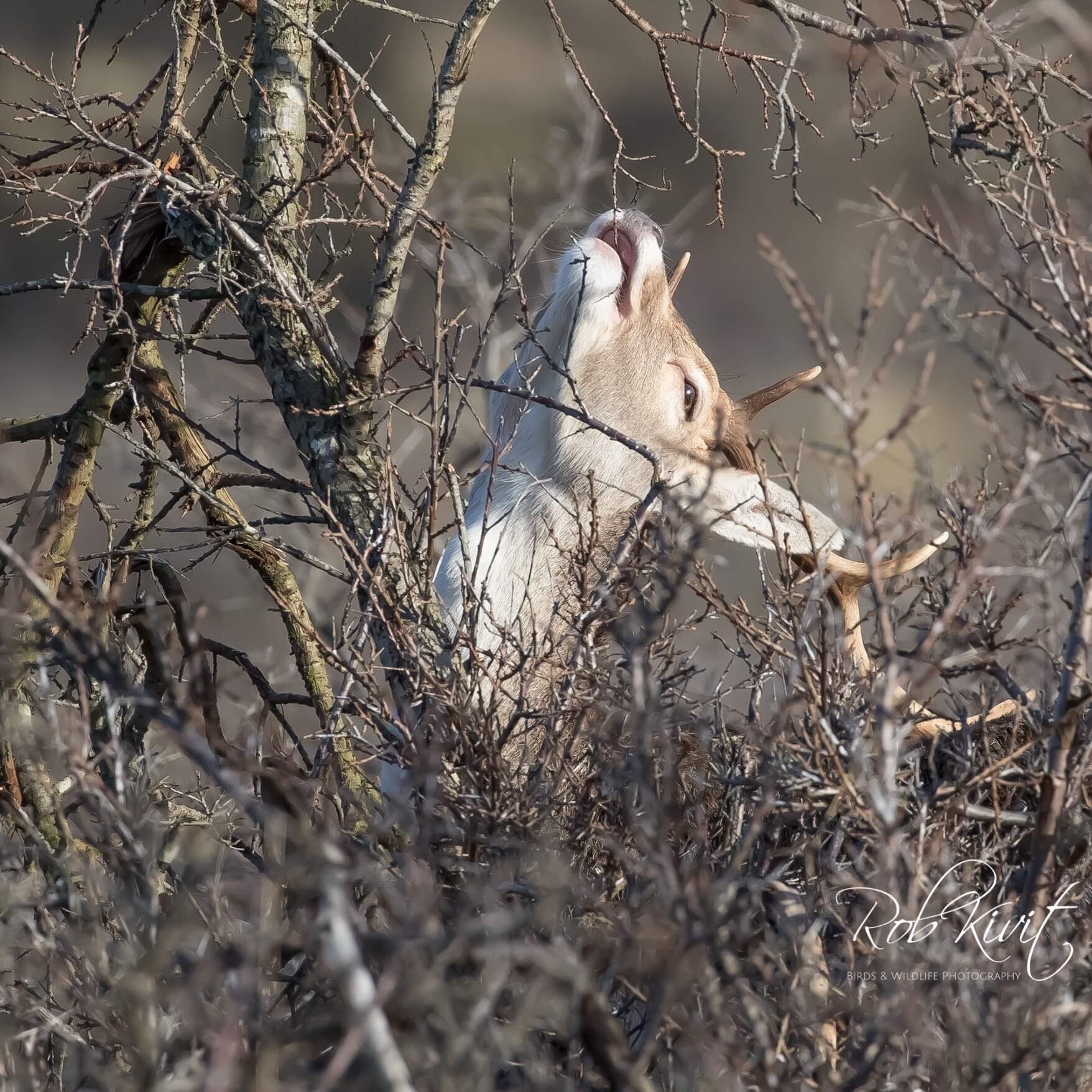 Dynamic Content Image