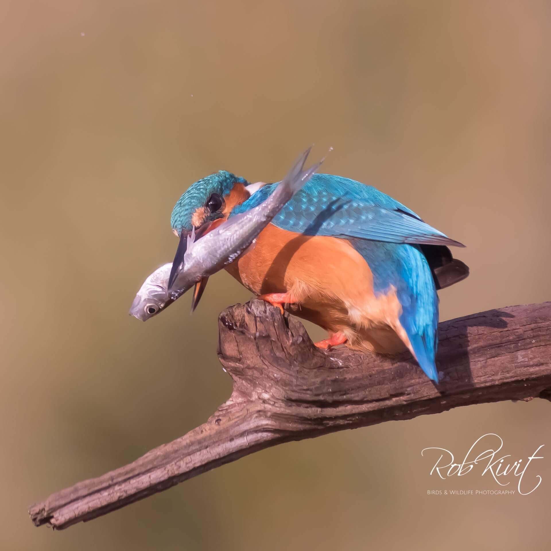 Dynamic Content Image