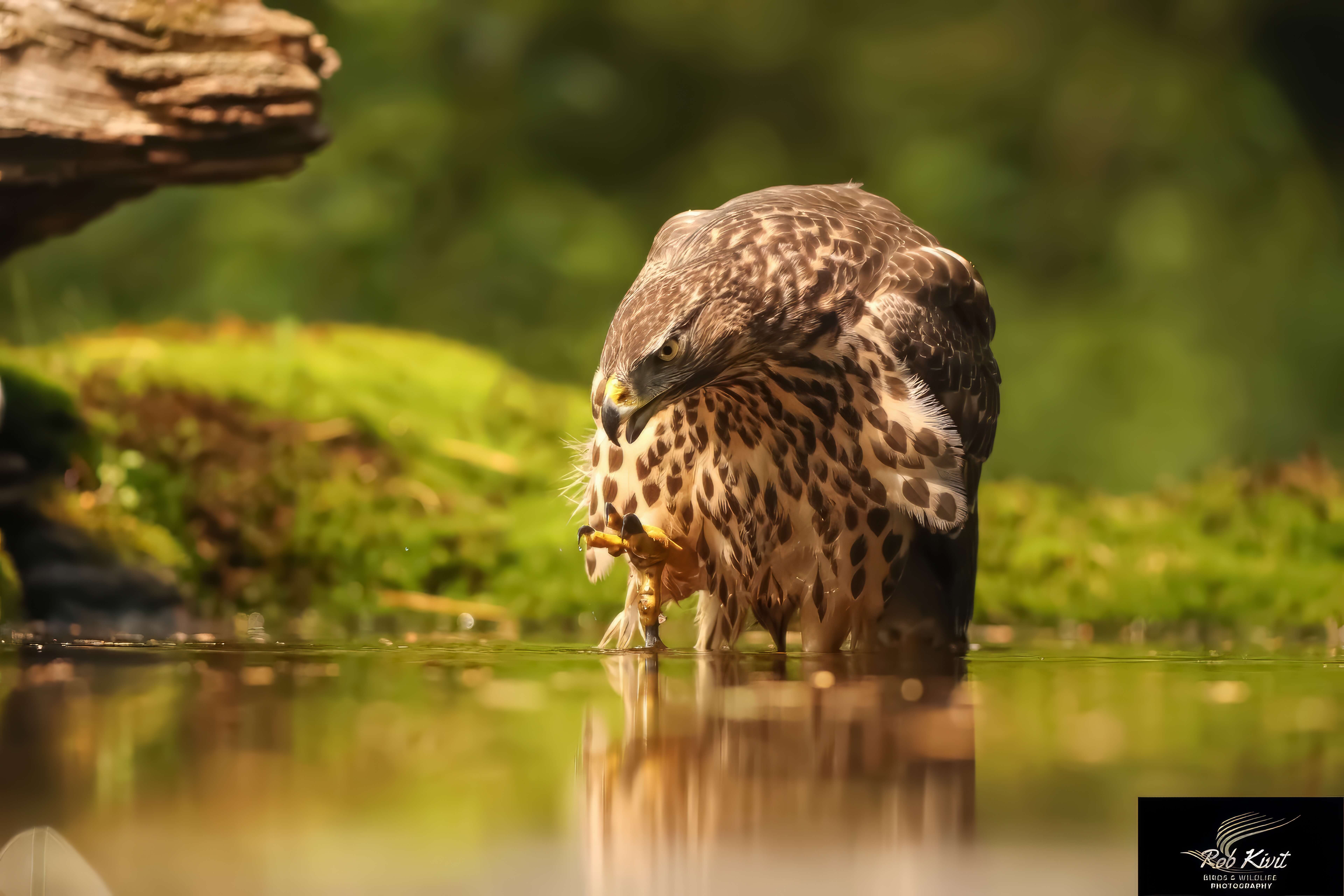 Dynamic Content Image