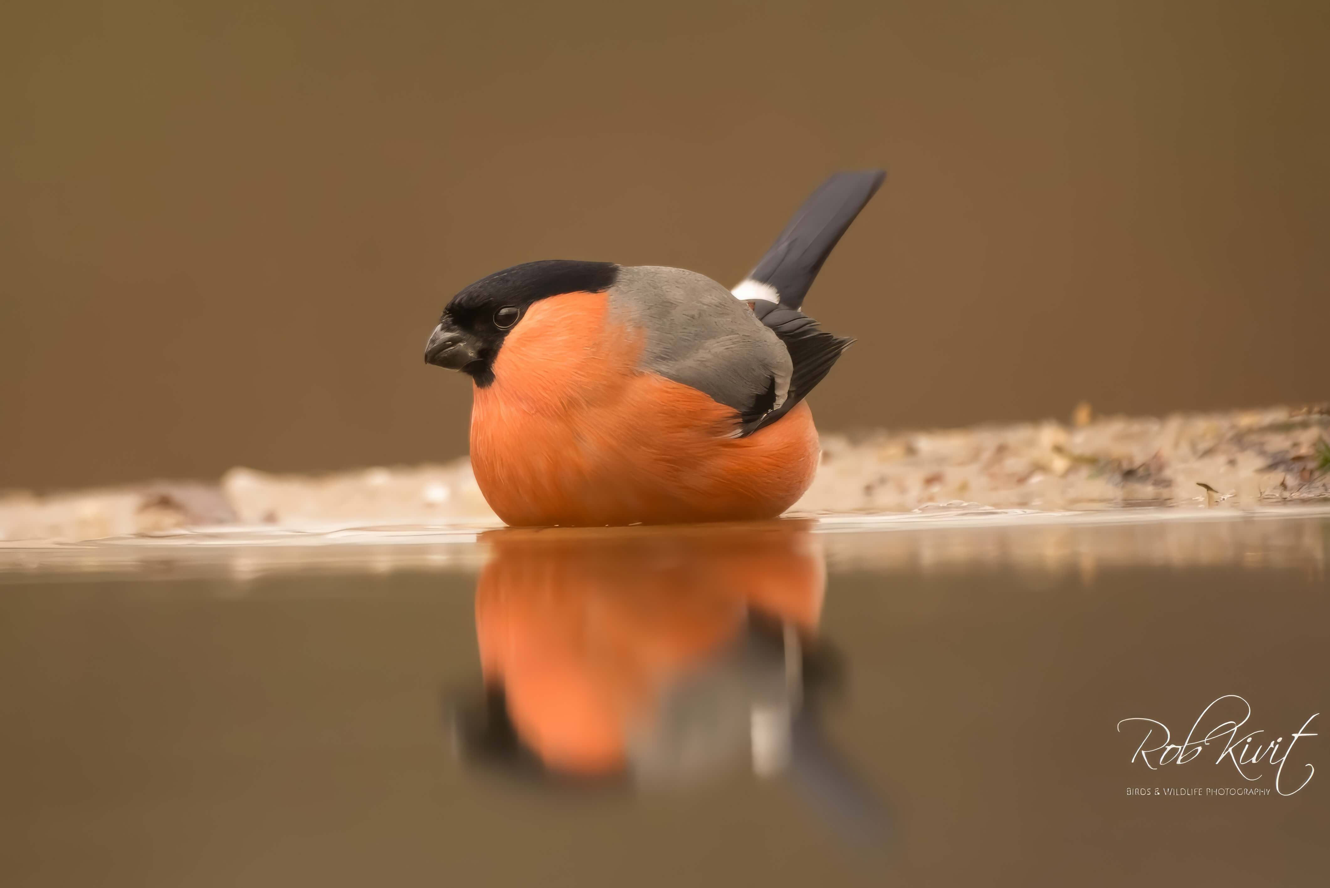 Dynamic Content Image