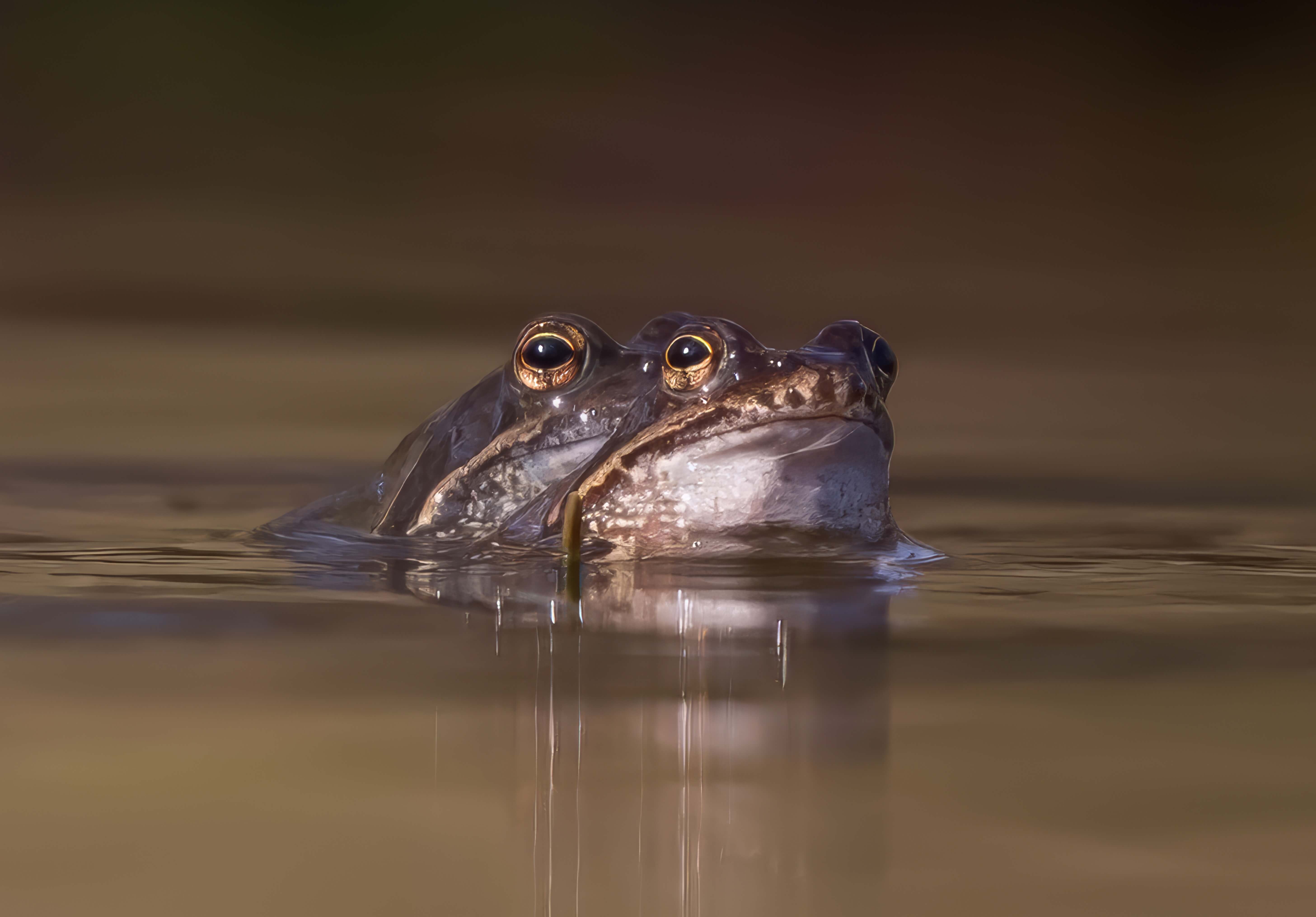 Dynamic Content Image