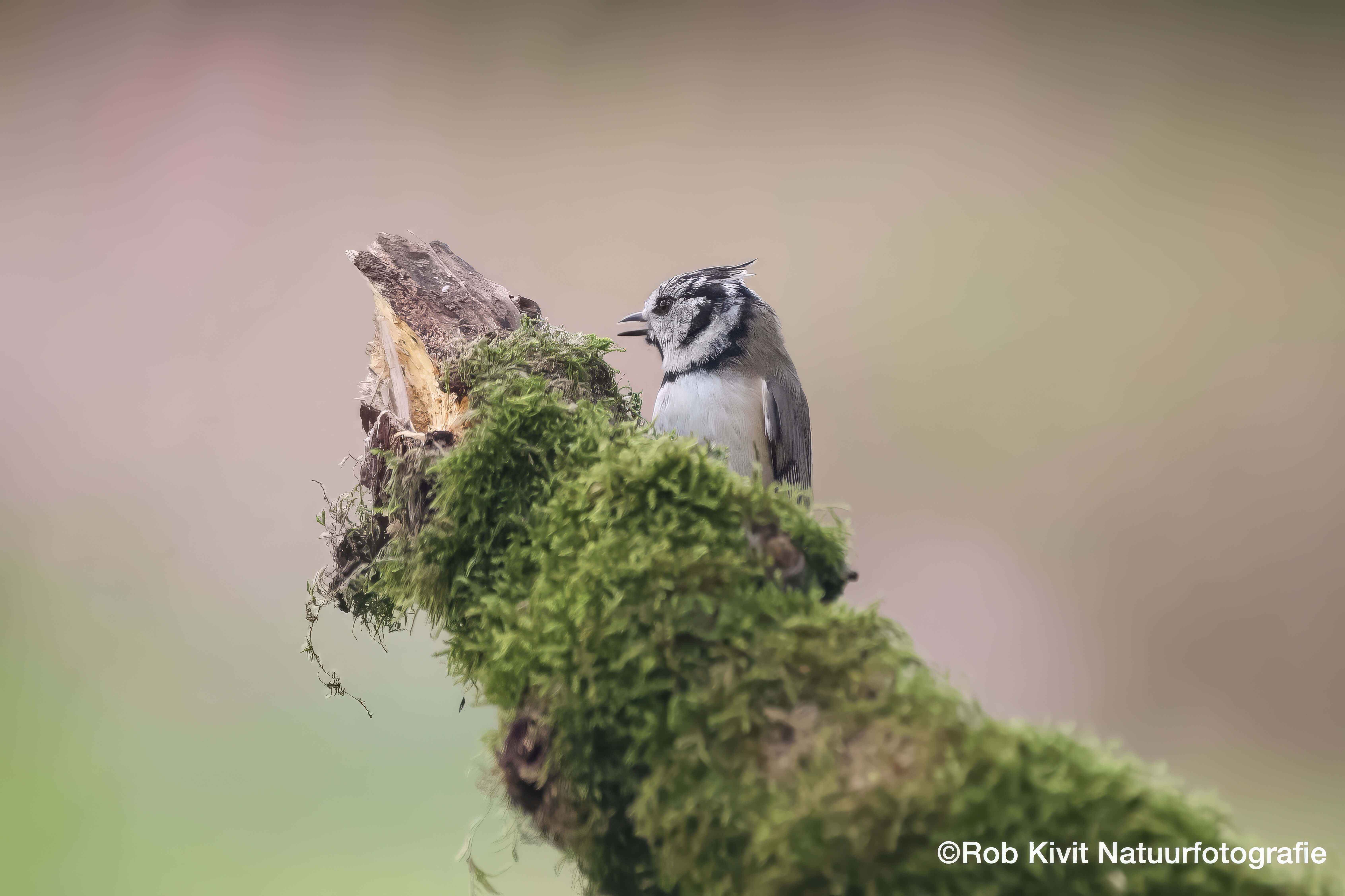 Dynamic Content Image