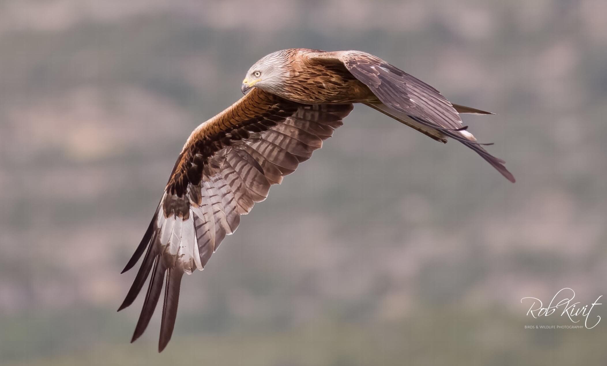 Dynamic Content Image