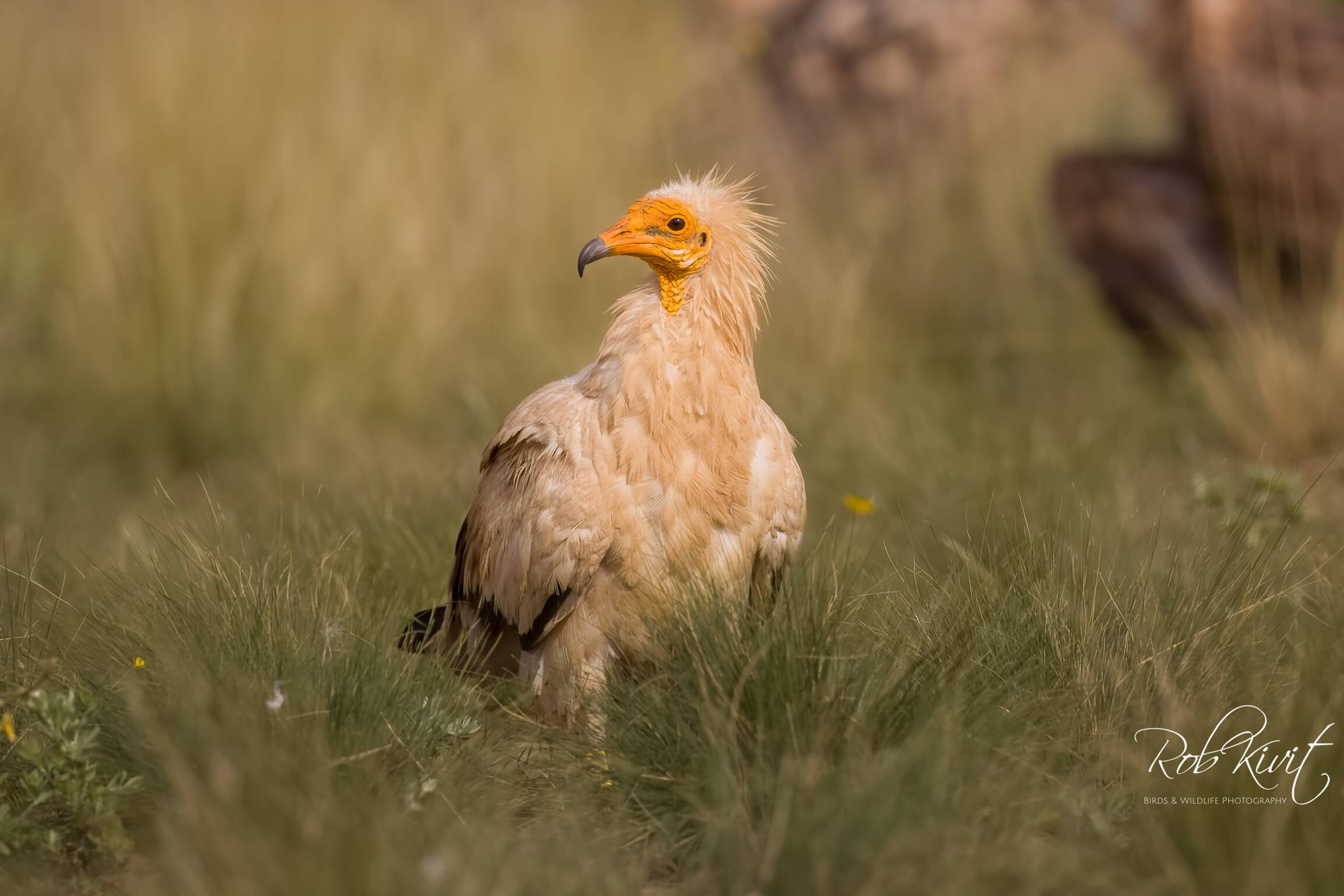 Dynamic Content Image