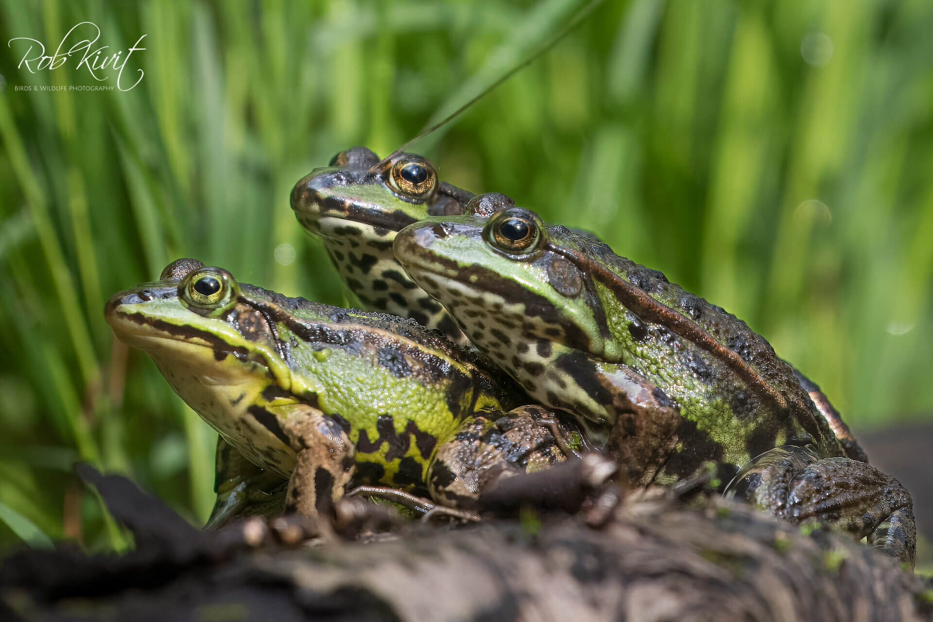 Dynamic Content Image