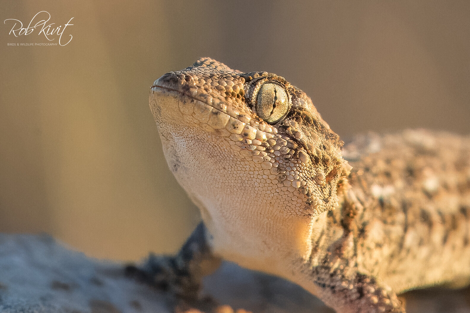 Dynamic Content Image