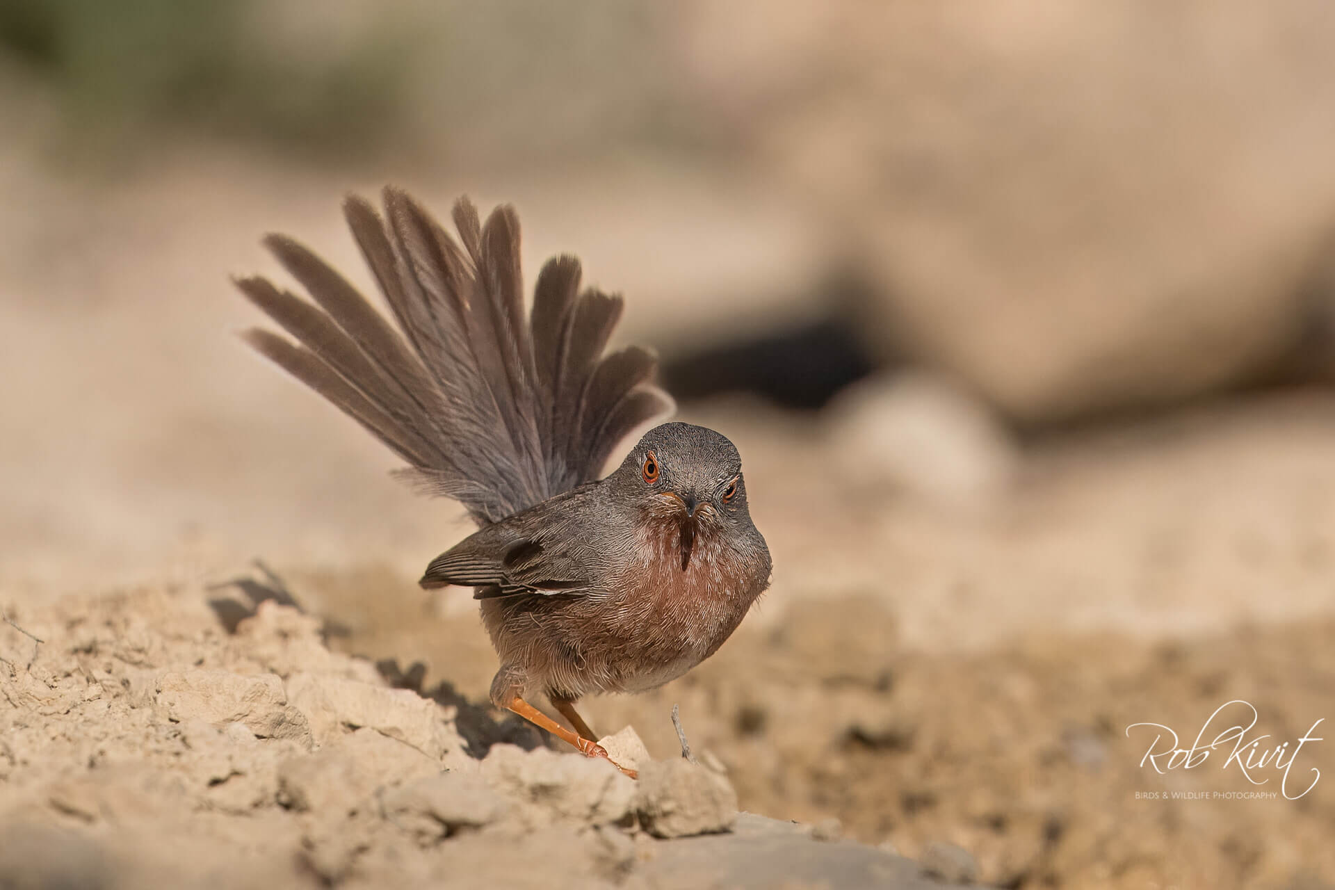 Dynamic Content Image