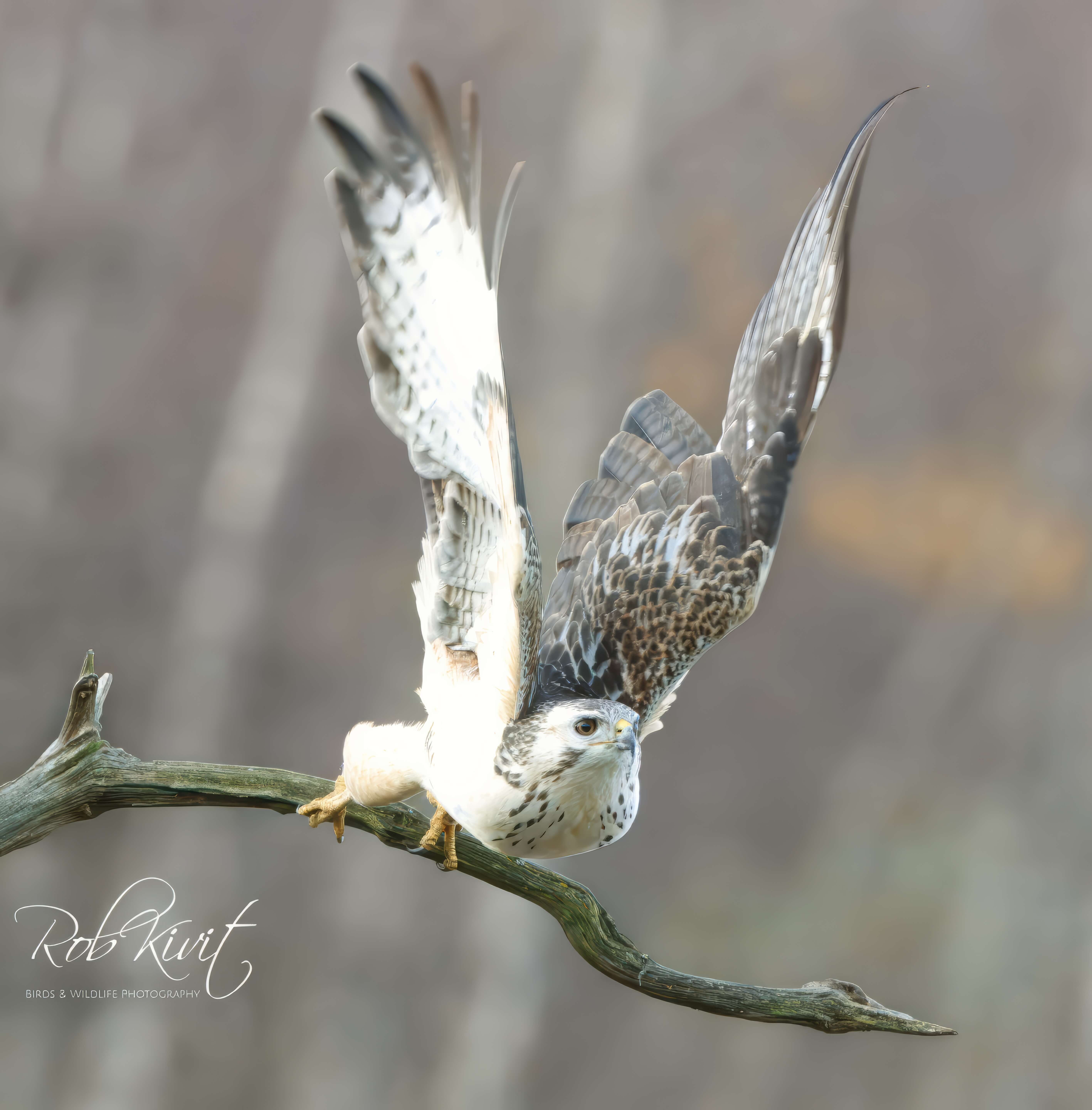 Dynamic Content Image