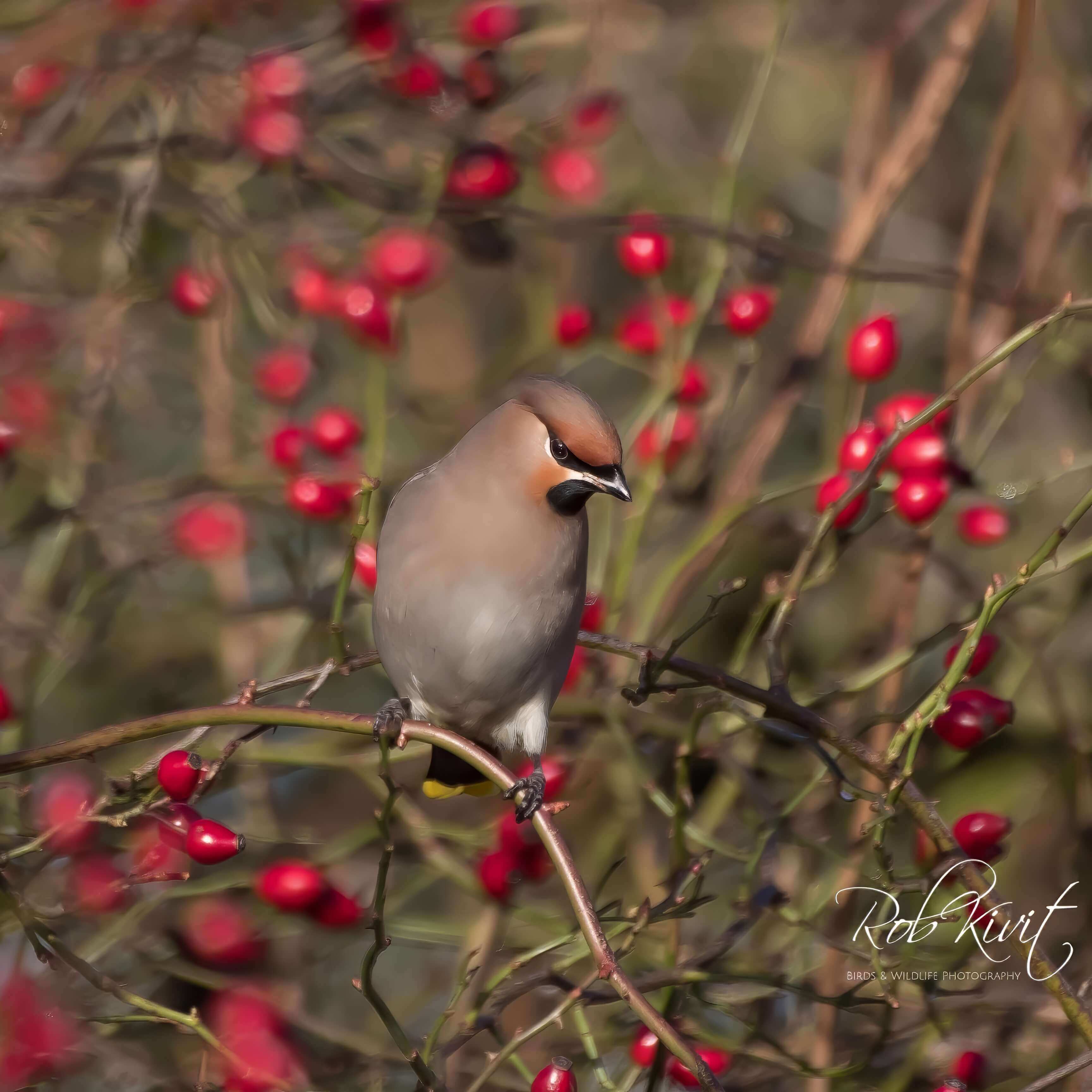 Dynamic Content Image