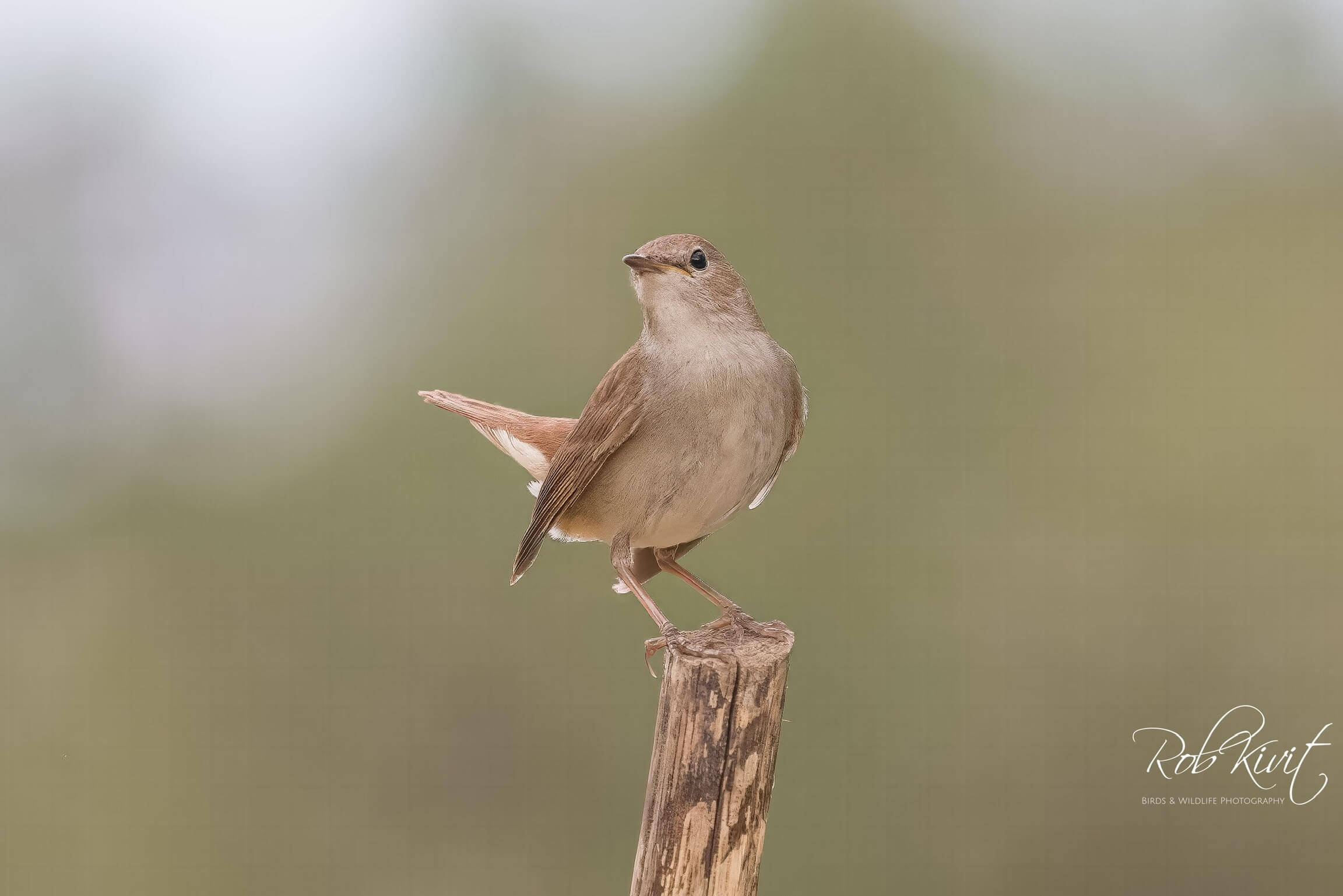 Dynamic Content Image