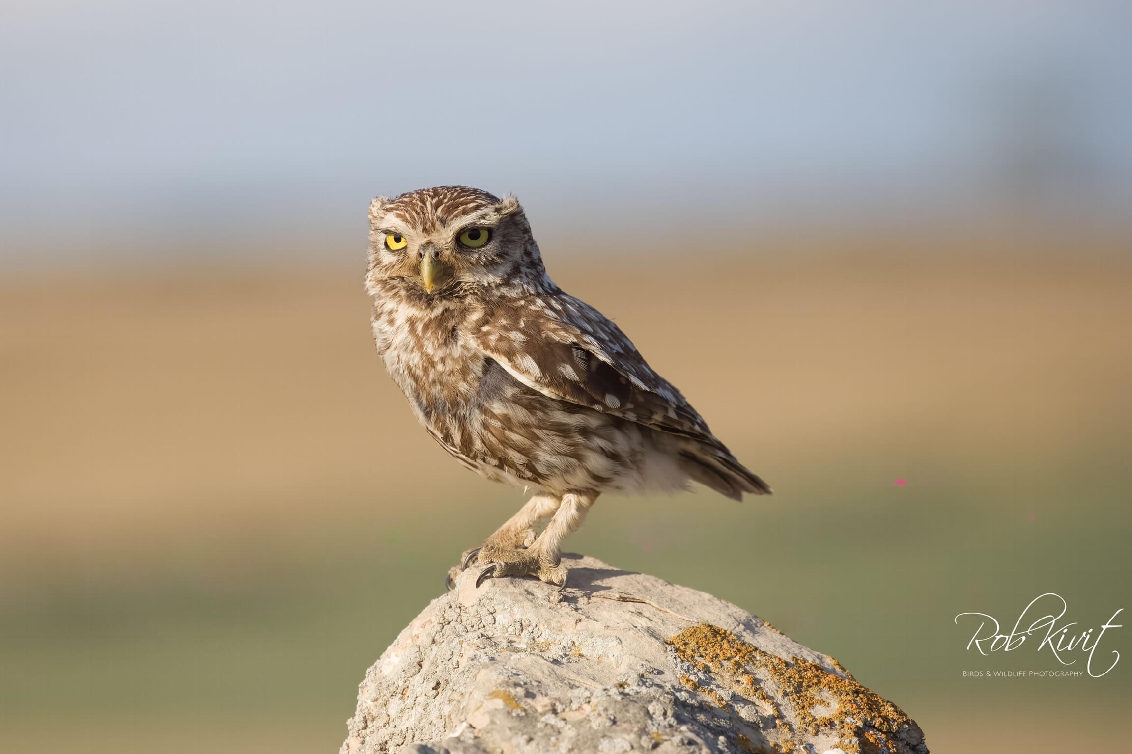 Dynamic Content Image