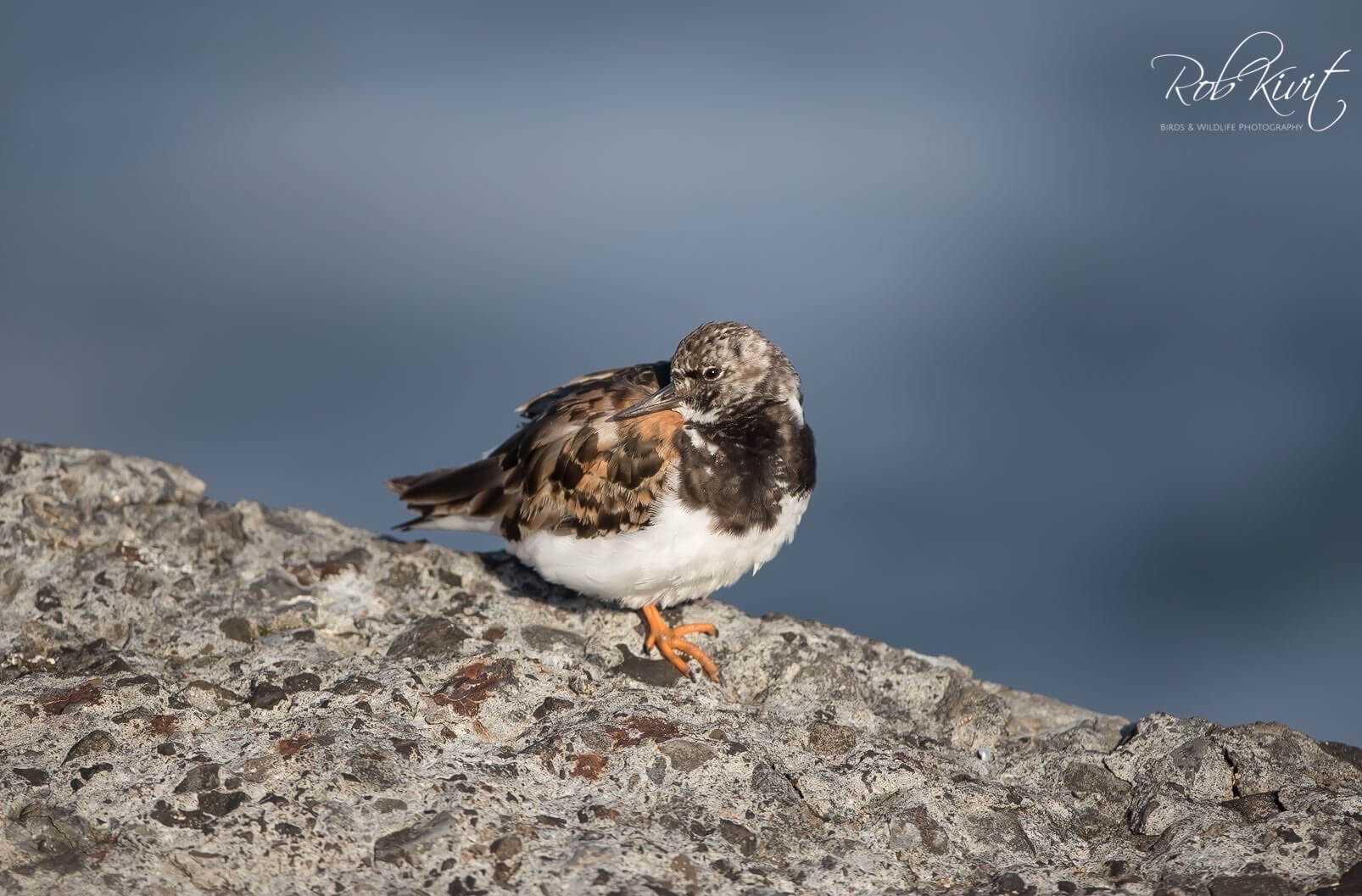 Dynamic Content Image