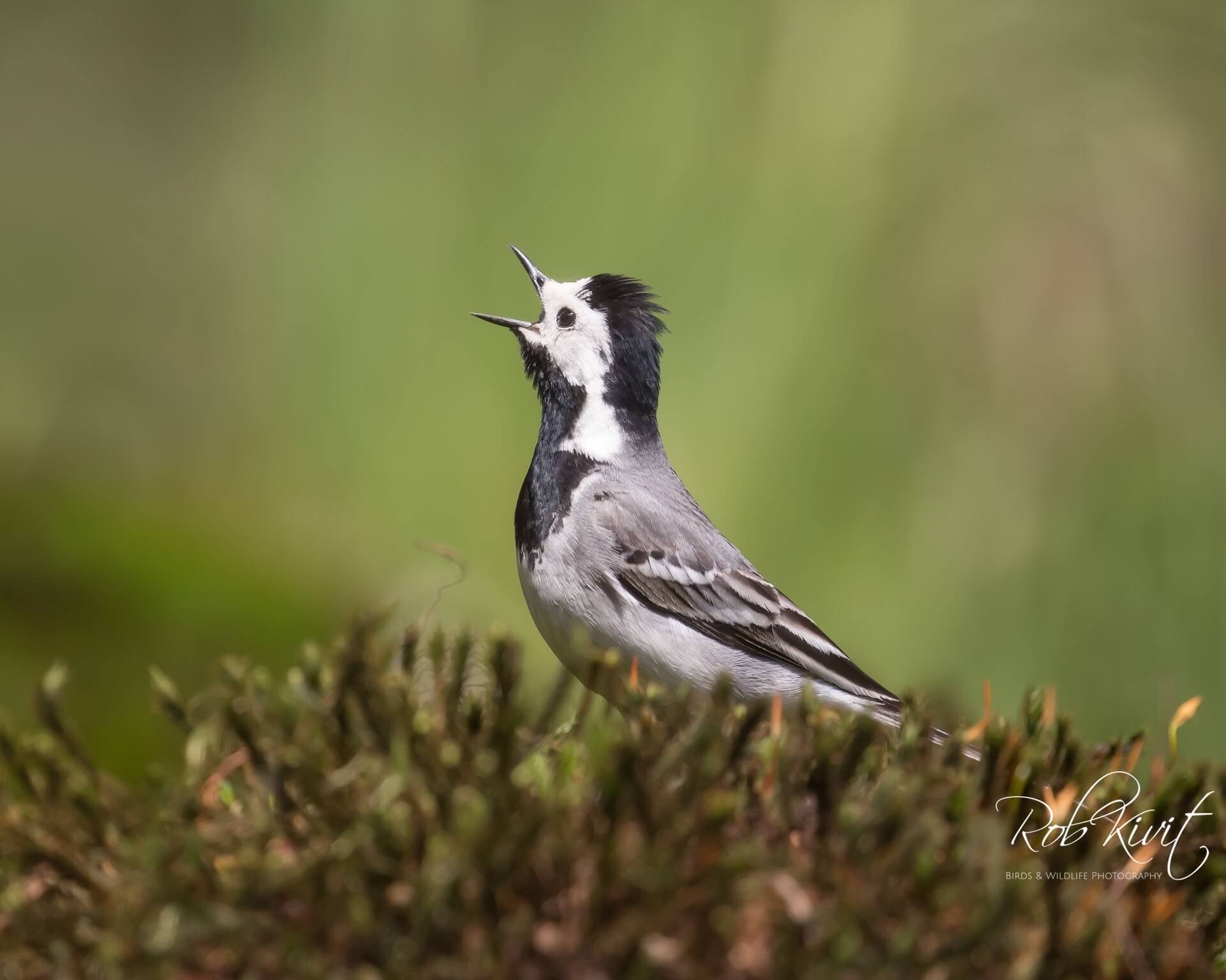 Dynamic Content Image