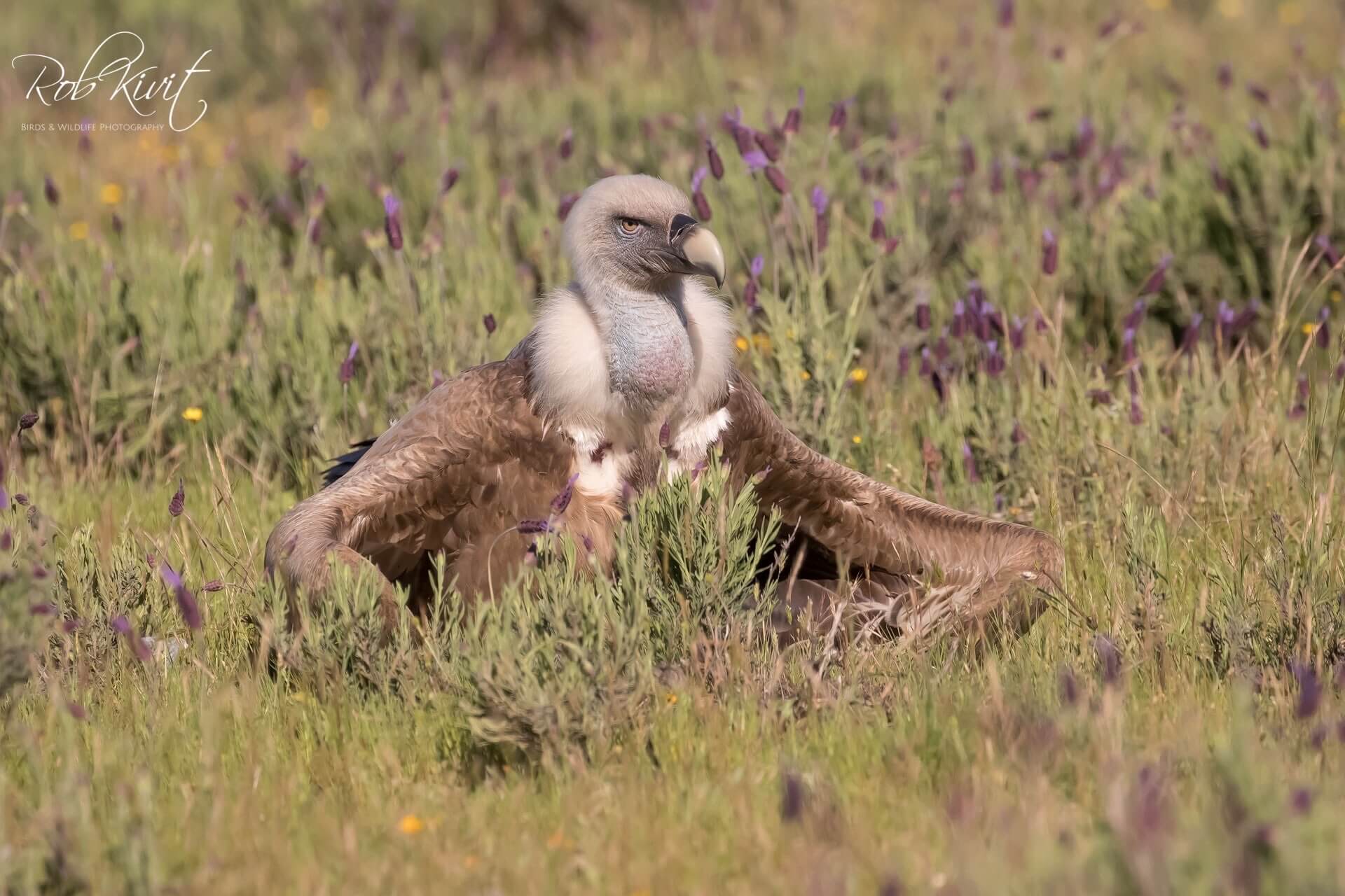 Dynamic Content Image