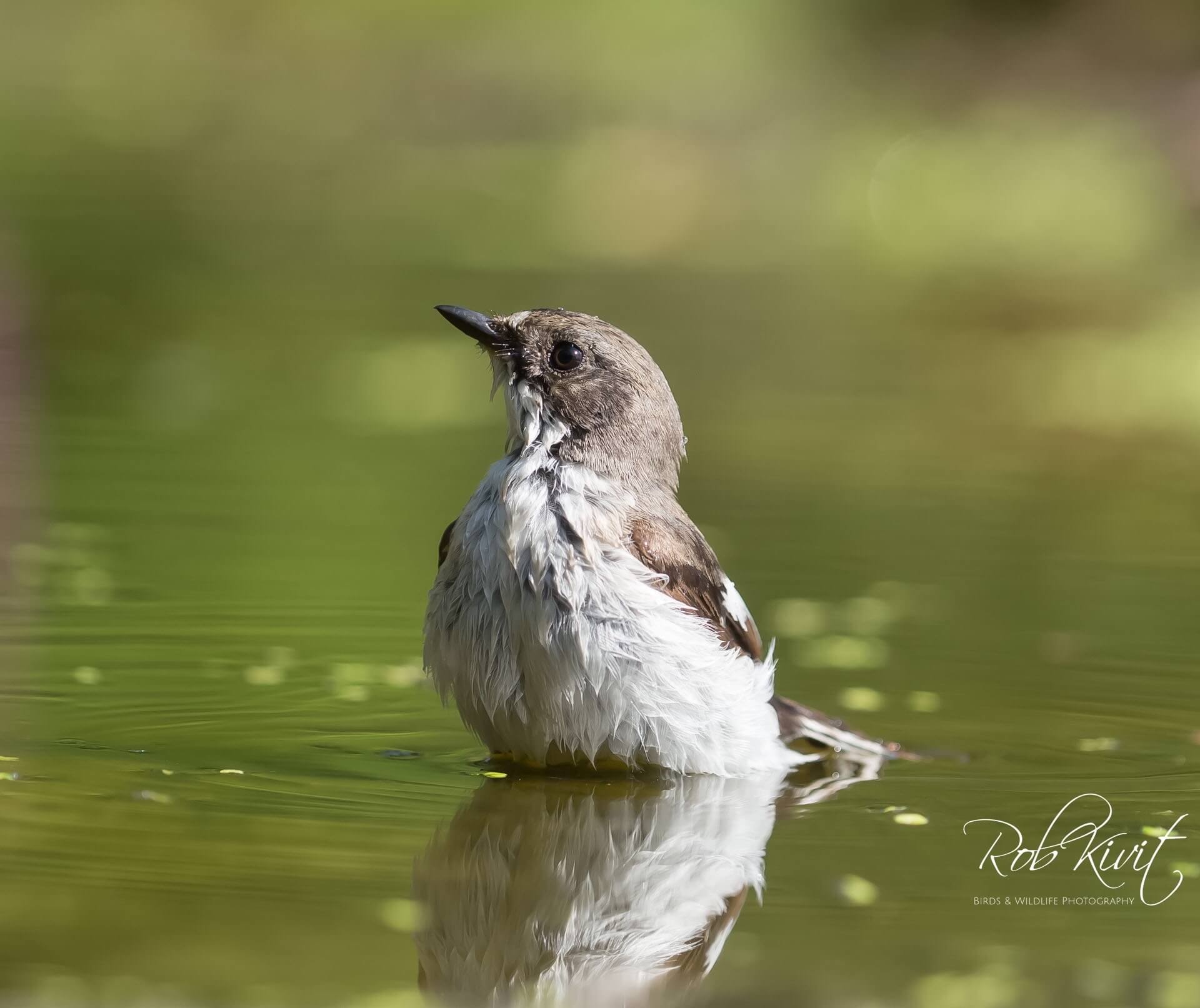 Dynamic Content Image