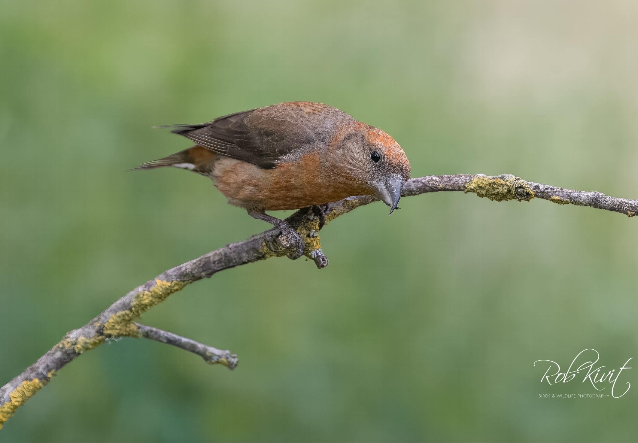 Dynamic Content Image