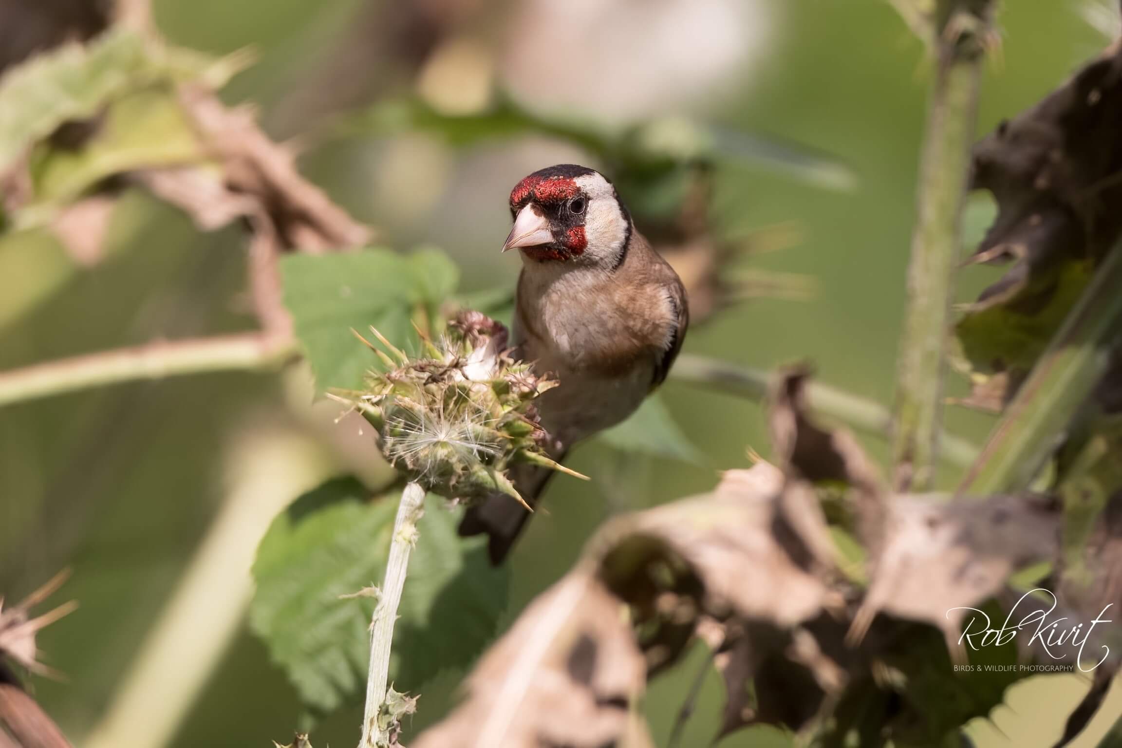 Dynamic Content Image