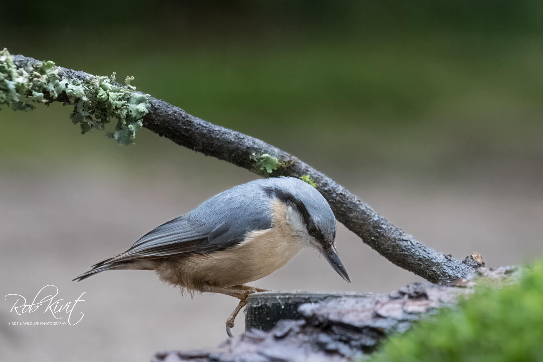 Dynamic Content Image