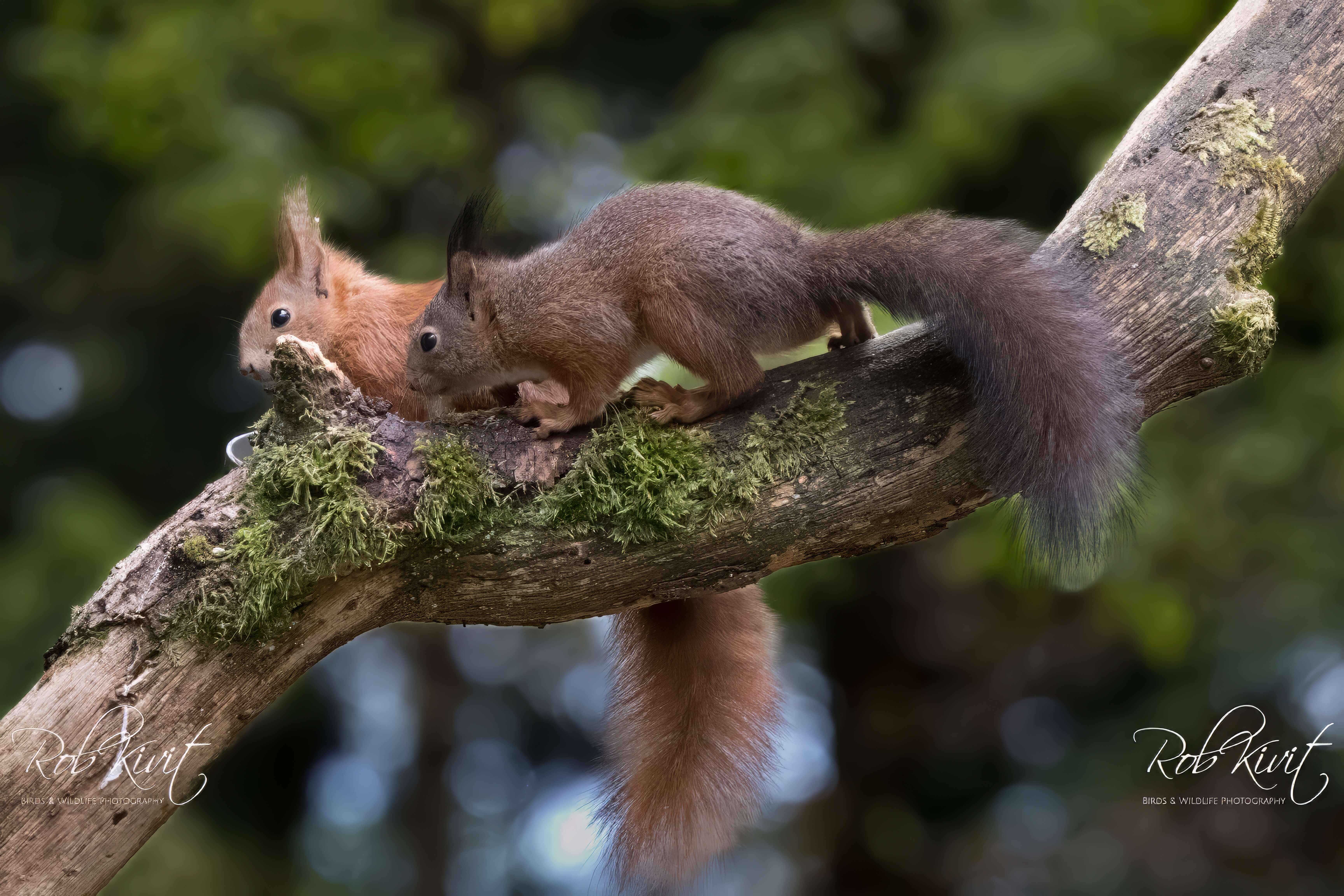 Dynamic Content Image