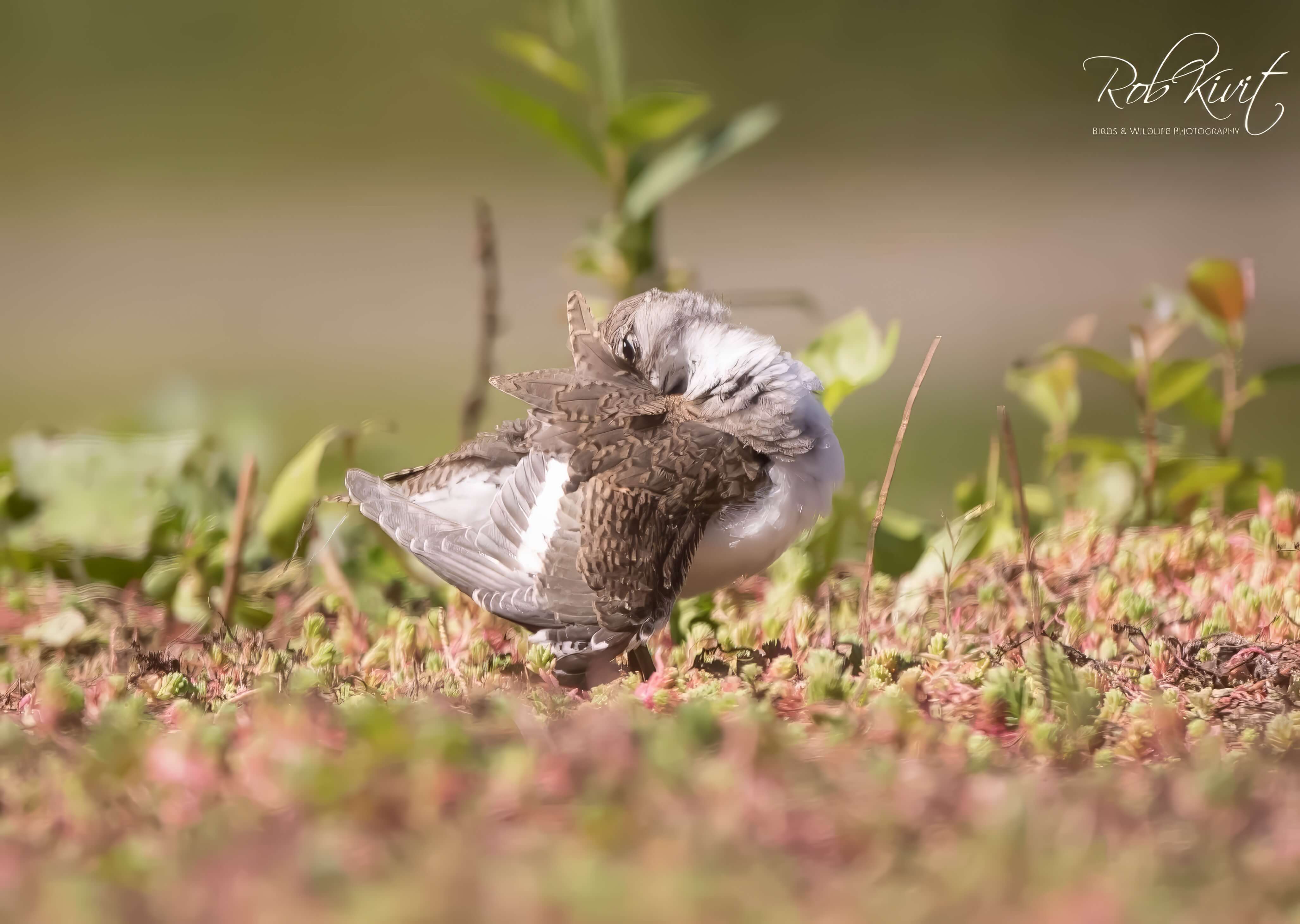 Dynamic Content Image