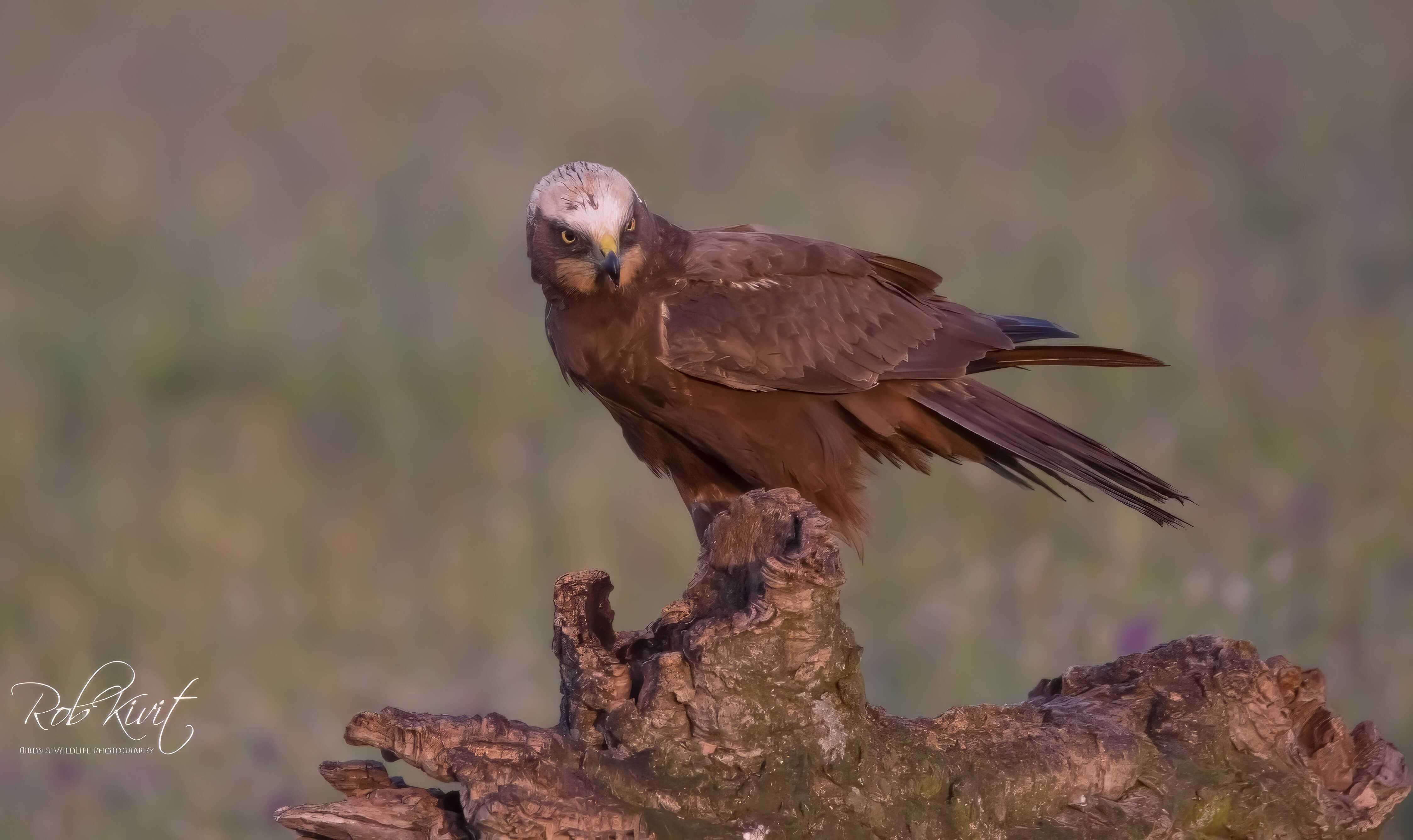 Dynamic Content Image