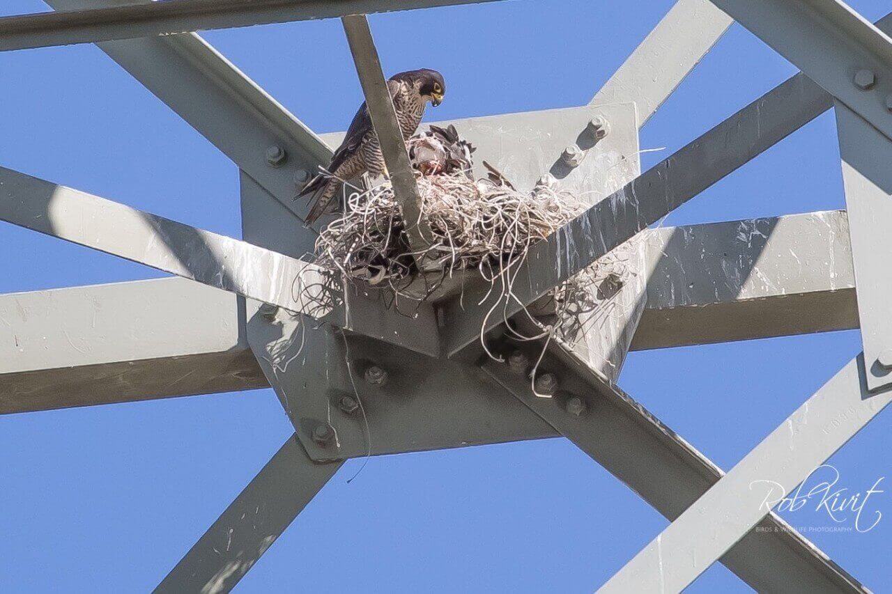 Dynamic Content Image