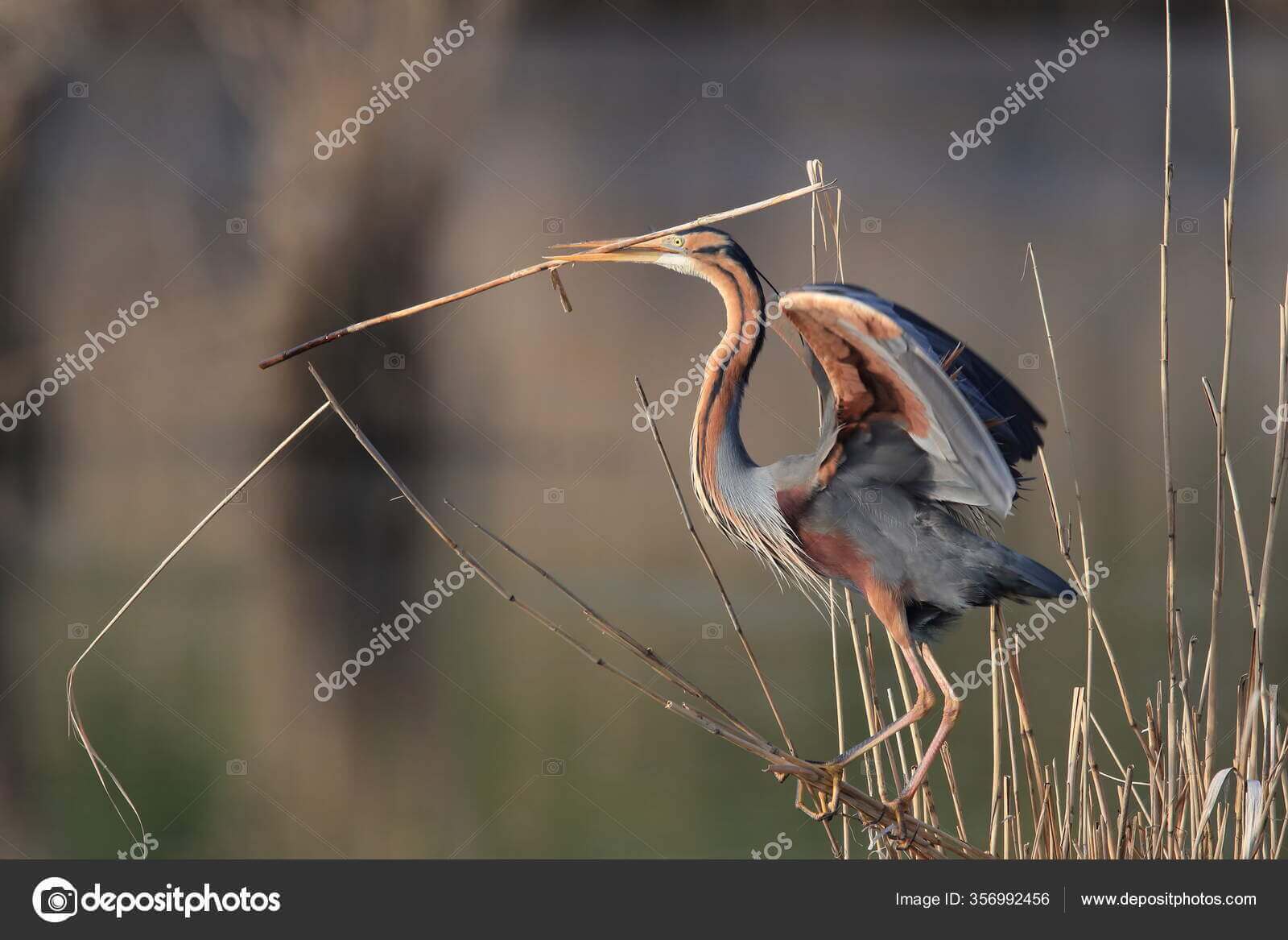 Dynamic Content Image