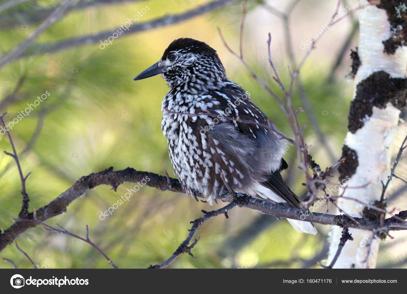 Dynamic Content Image