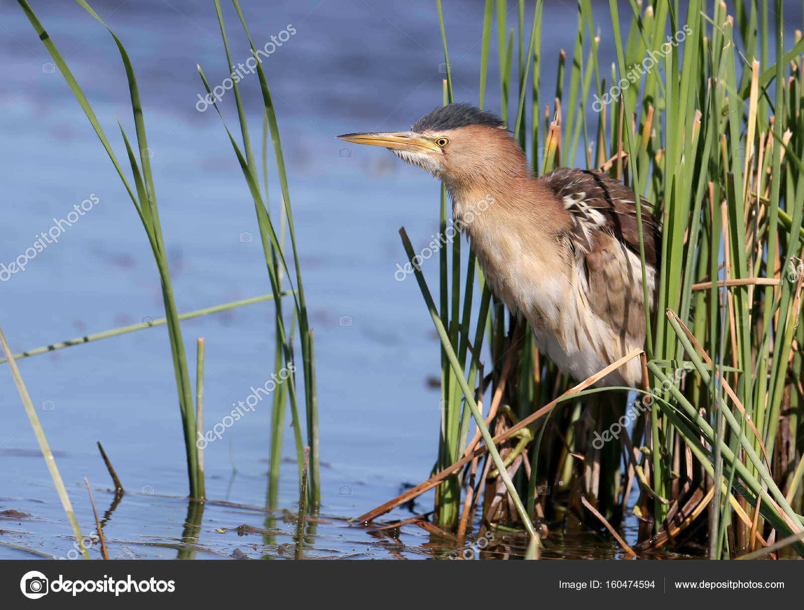 Dynamic Content Image