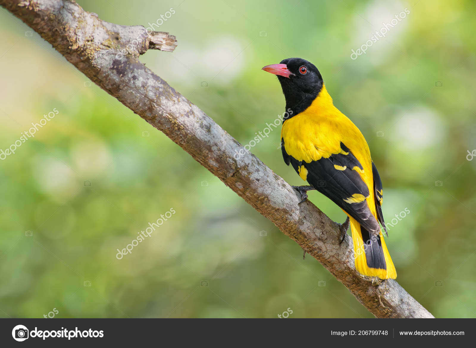 Dynamic Content Image