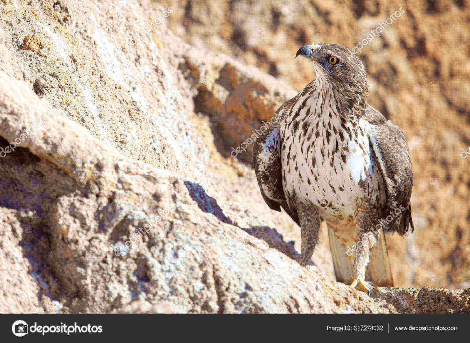 Dynamic Content Image