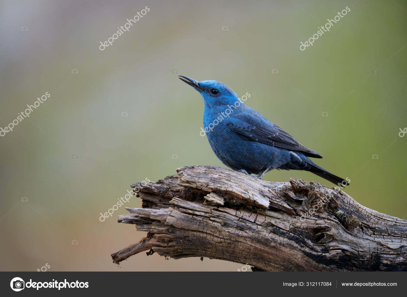 Dynamic Content Image