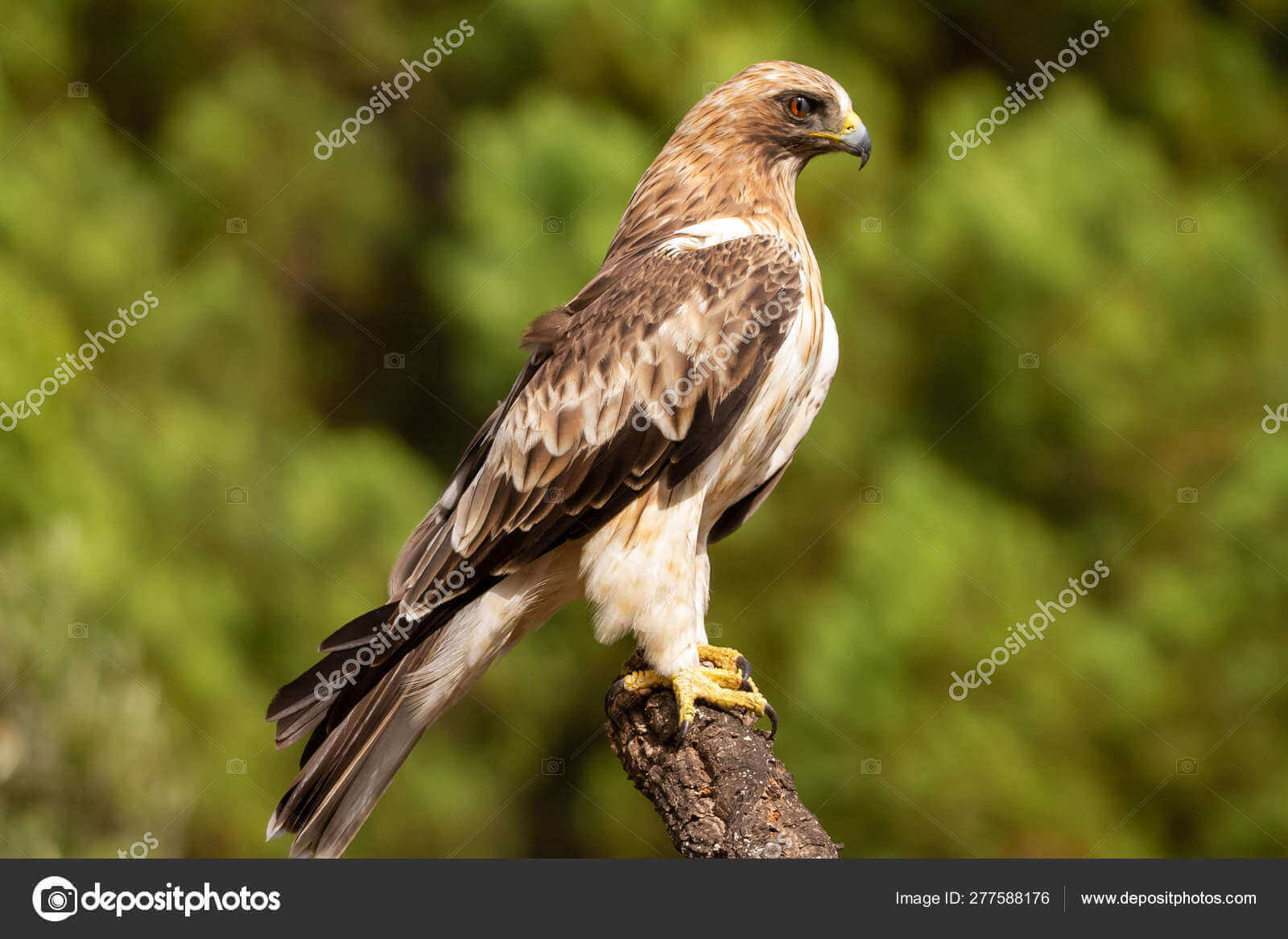 Dynamic Content Image