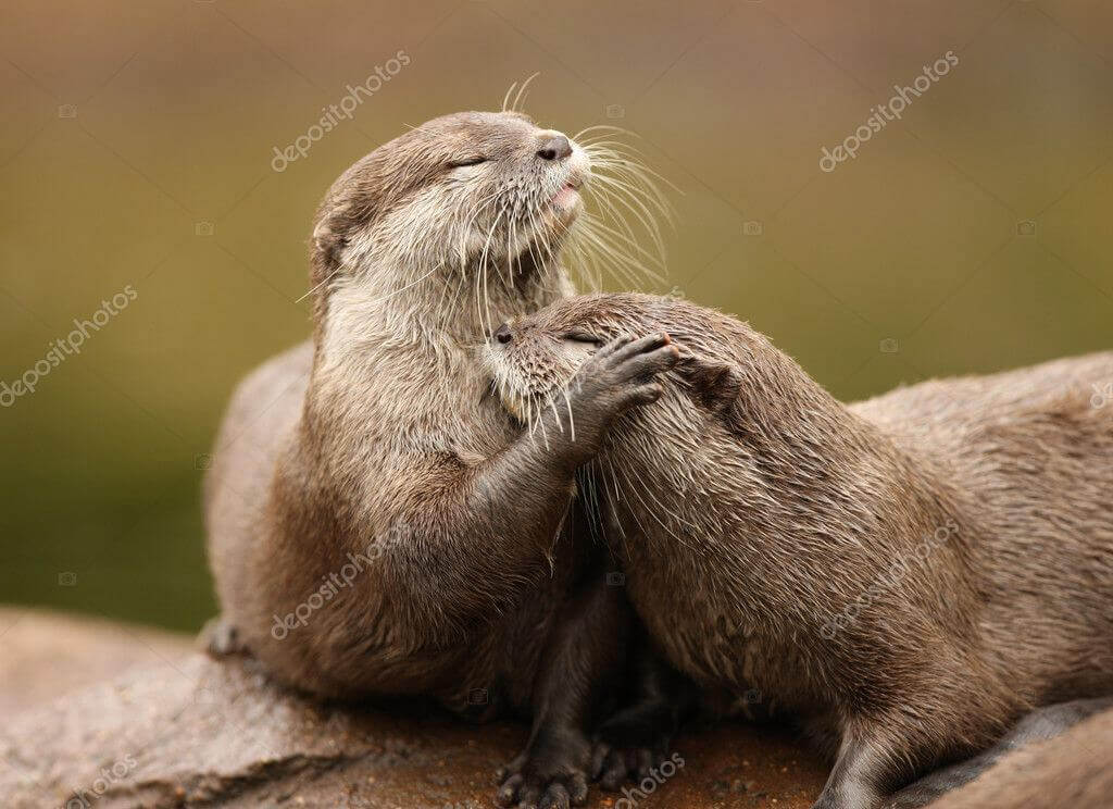 Dynamic Content Image