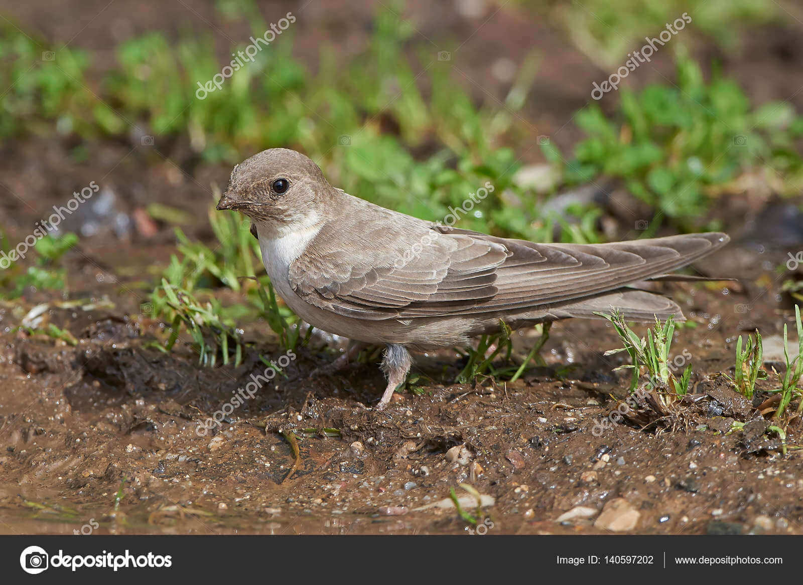 Dynamic Content Image