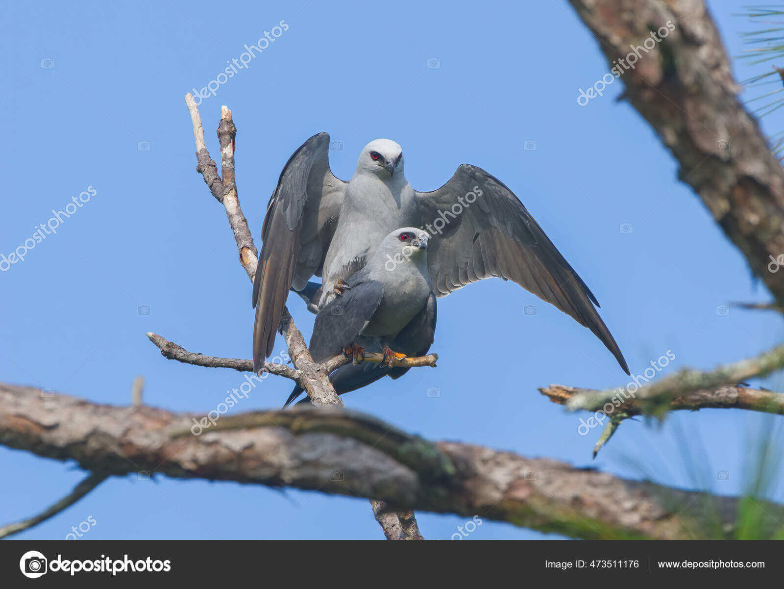 Dynamic Content Image