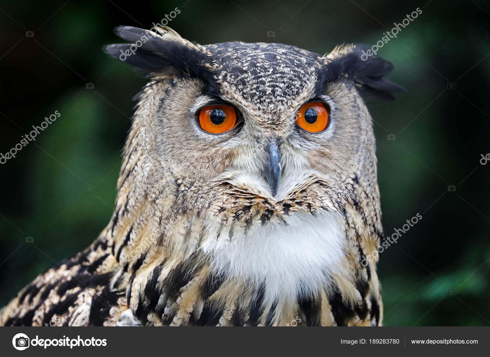 Dynamic Content Image