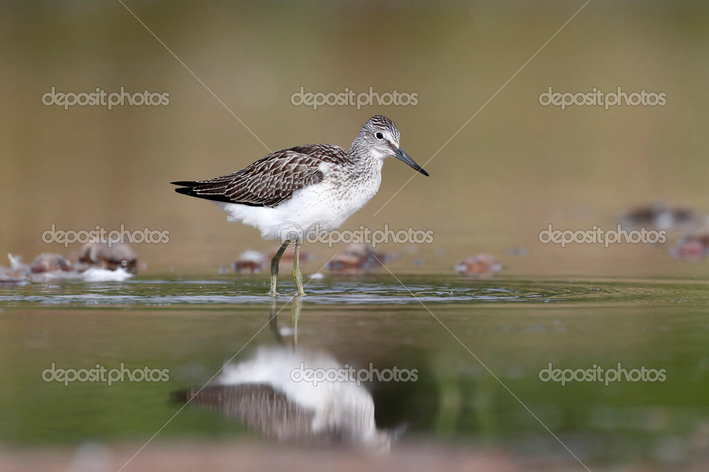 Dynamic Content Image