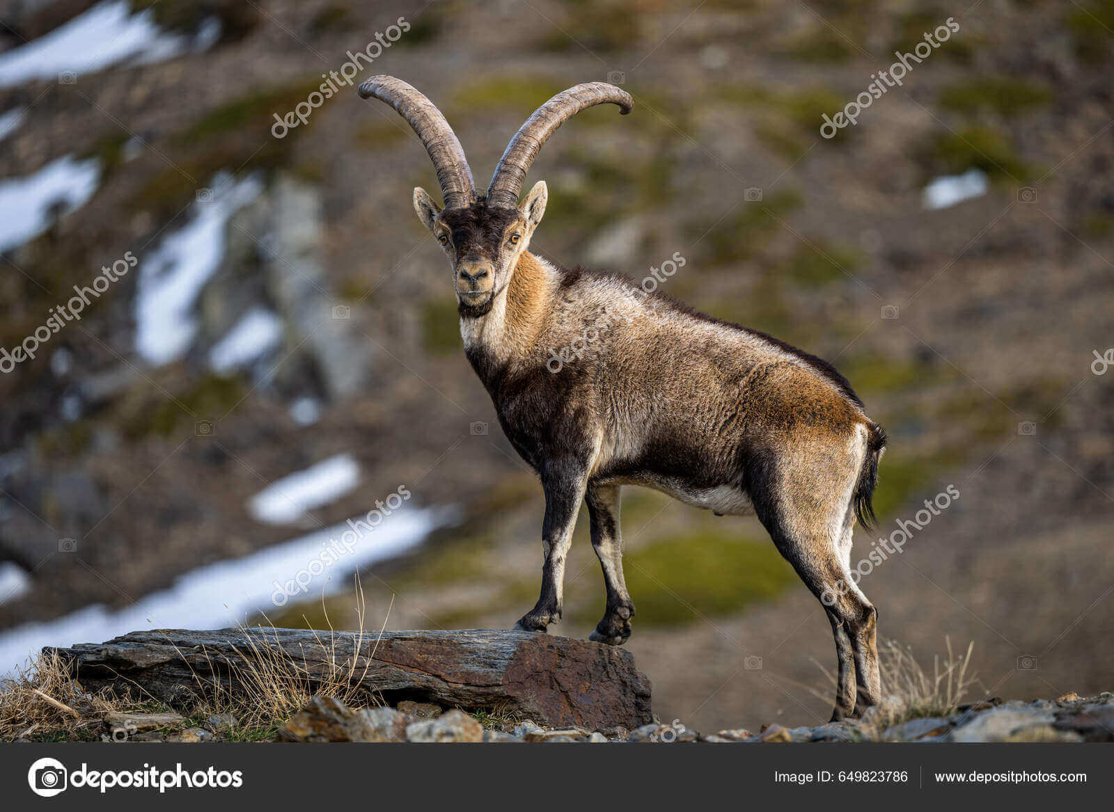 Dynamic Content Image