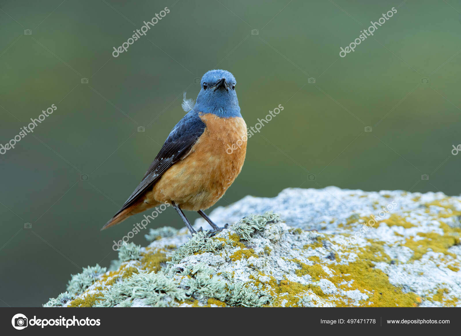 Dynamic Content Image