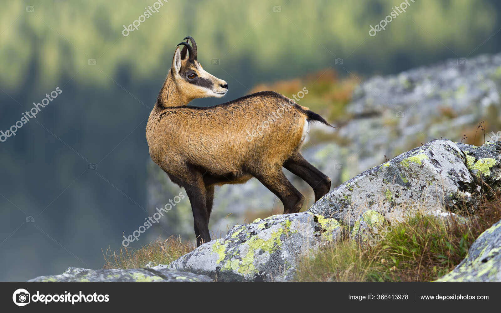 Dynamic Content Image